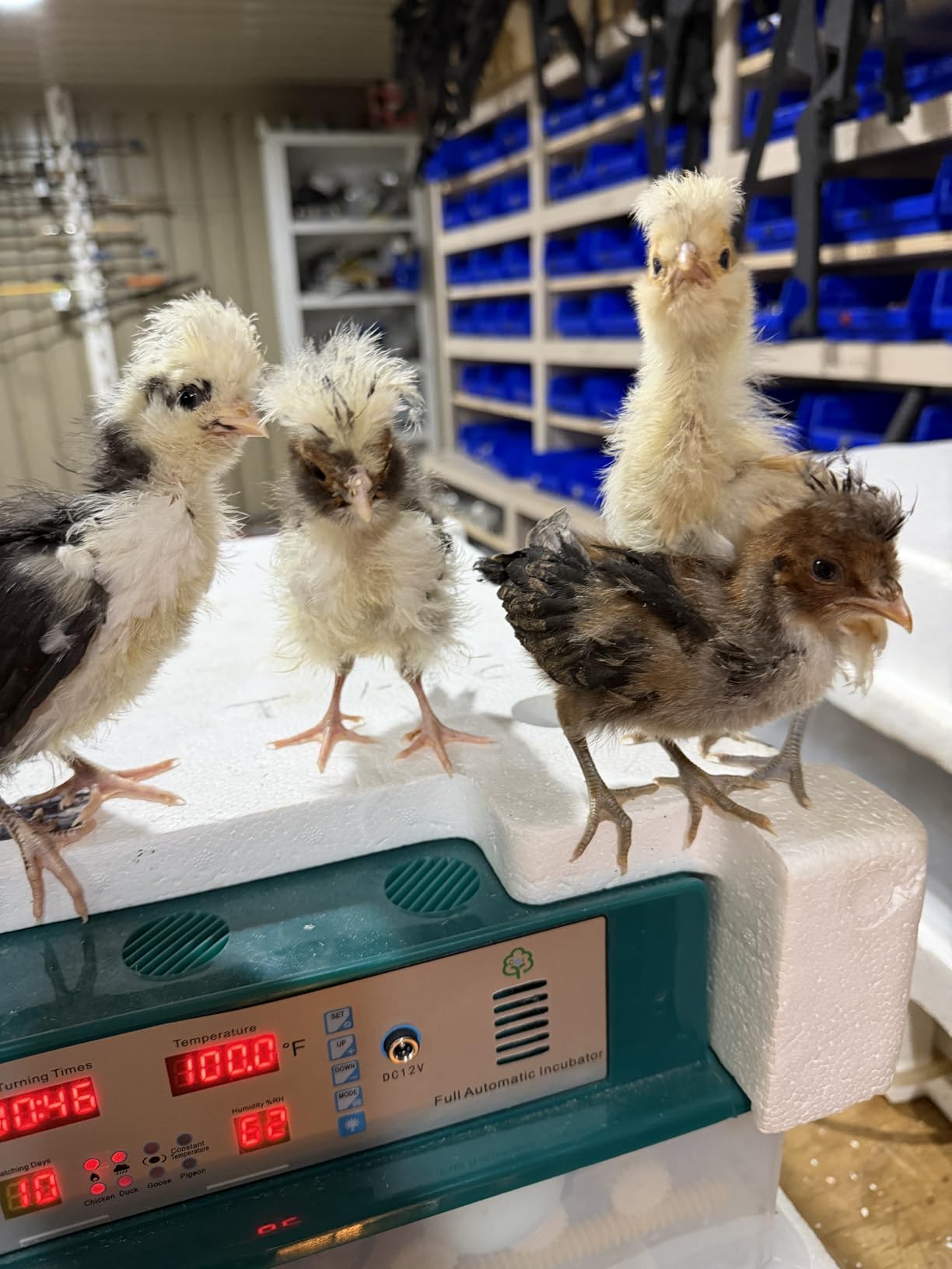 Incubators for Hatching Eggs 120, Chicken Egg Incubator with Automatic Egg Turning and Humidity Display, Temperature Control with 5 Automatic Incubation Modes, Incubation Day Counter customer photo 1