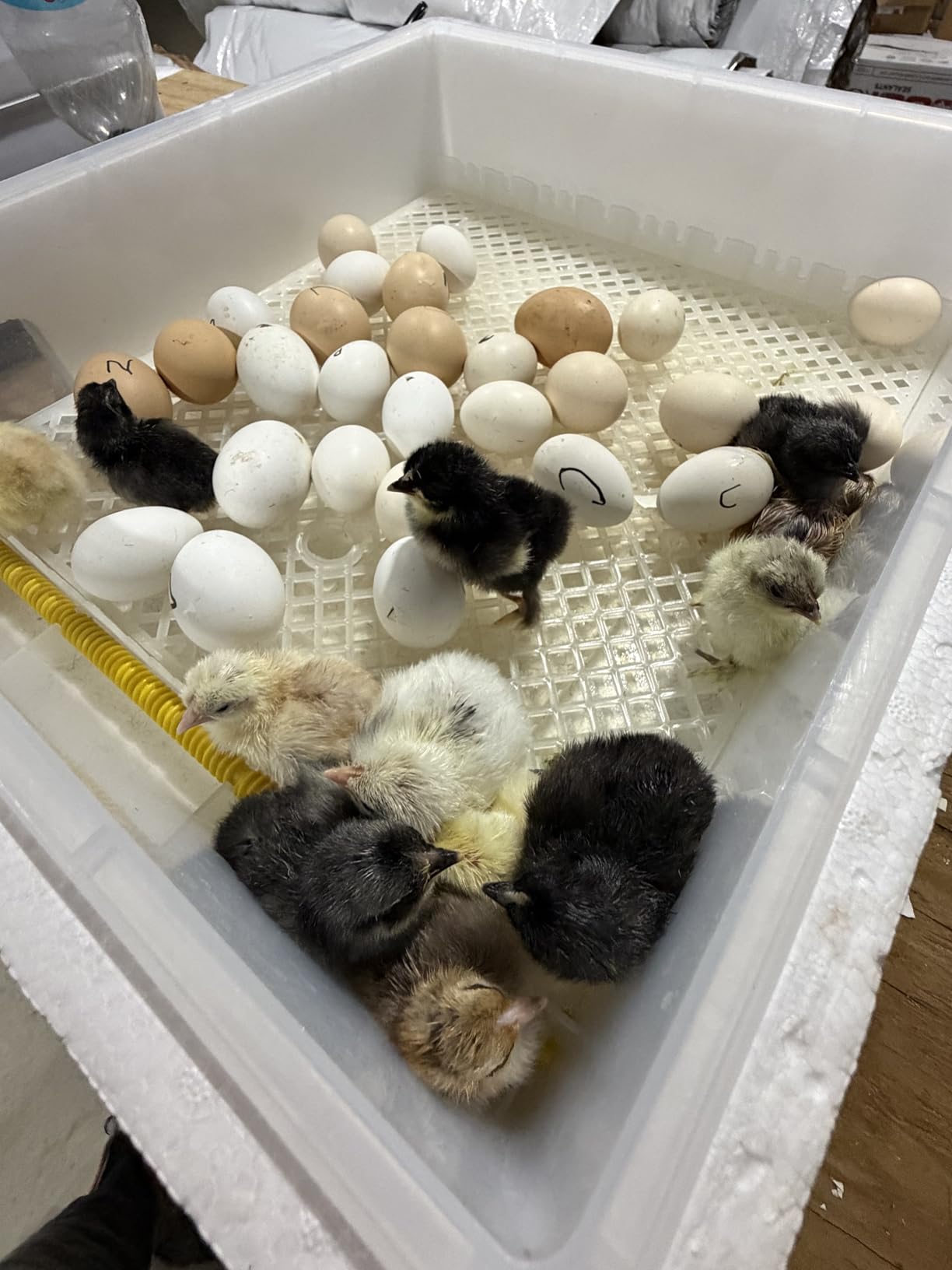 Incubators for Hatching Eggs 120, Chicken Egg Incubator with Automatic Egg Turning and Humidity Display, Temperature Control with 5 Automatic Incubation Modes, Incubation Day Counter customer photo 2