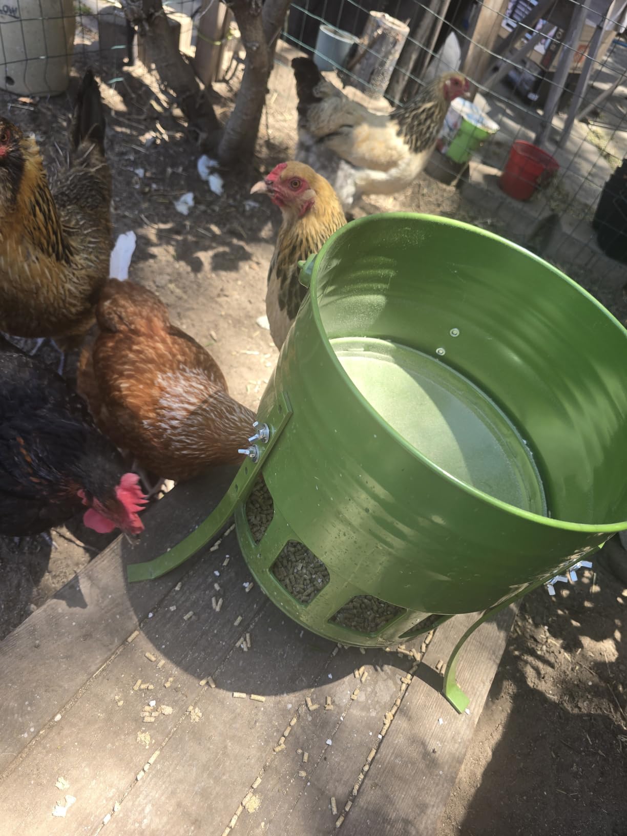 20 Lbs Metal Chicken Feeder, 12 Port No Waste Automatic Poultry Feeder | Adjustable Height, Lid, Handle, Rat Proof, Rust Proof Feed Box, Poultry, Backyard Chickens customer photo 1