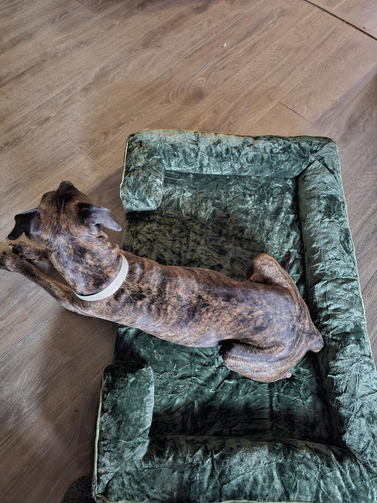 OhGeni Orthopedic Cooling Dog Bed Couch, Cooling Big Pet Sofa for Extra Large Sized Pets with Memory Foam, Machine-Washable Waterproof Removable Cover, Soft Comfortable Fabric, 44-inch (Cool Gray) customer photo 2