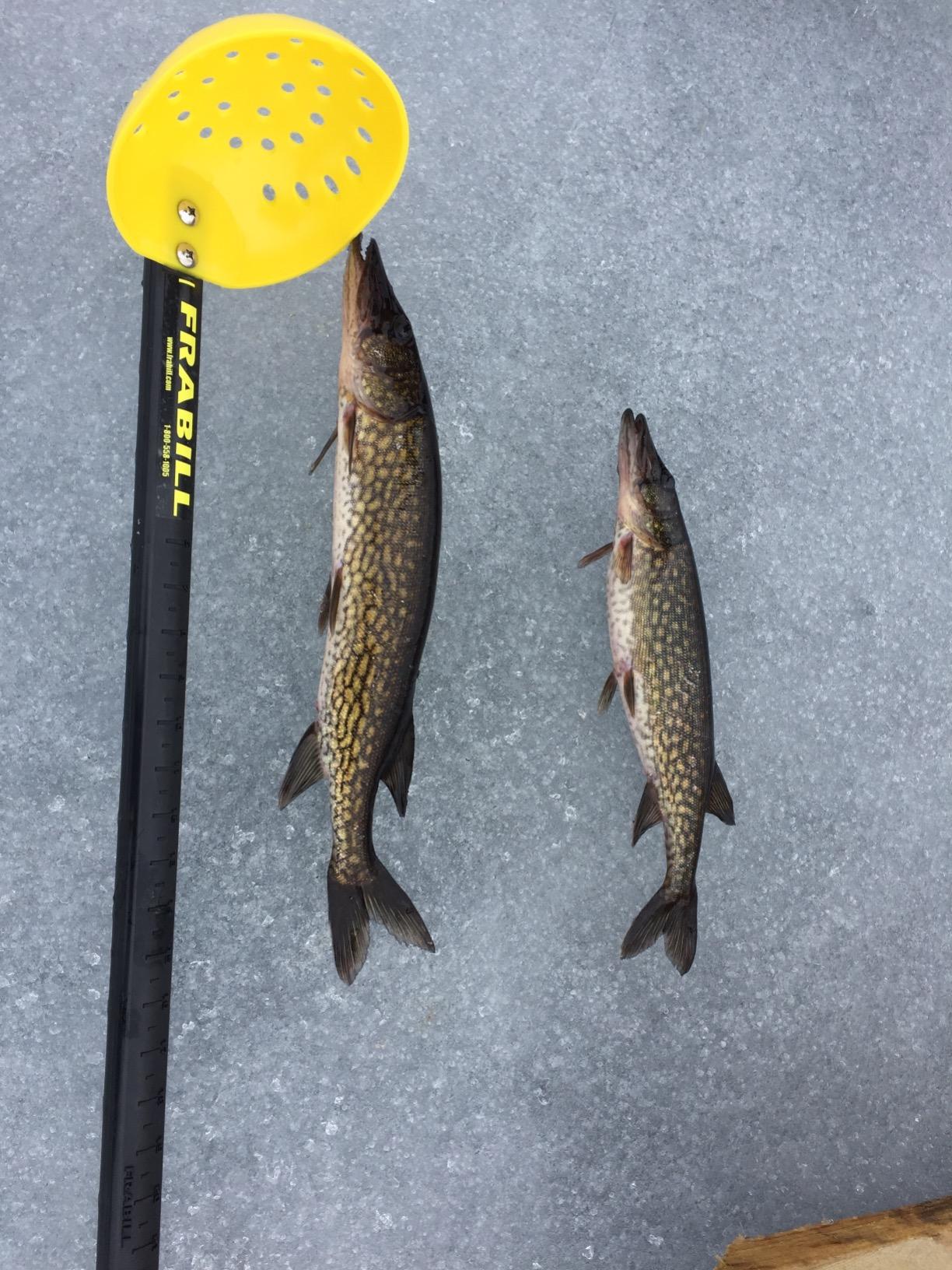 Frabill Ice Fishing Tip-Ups customer photo 1