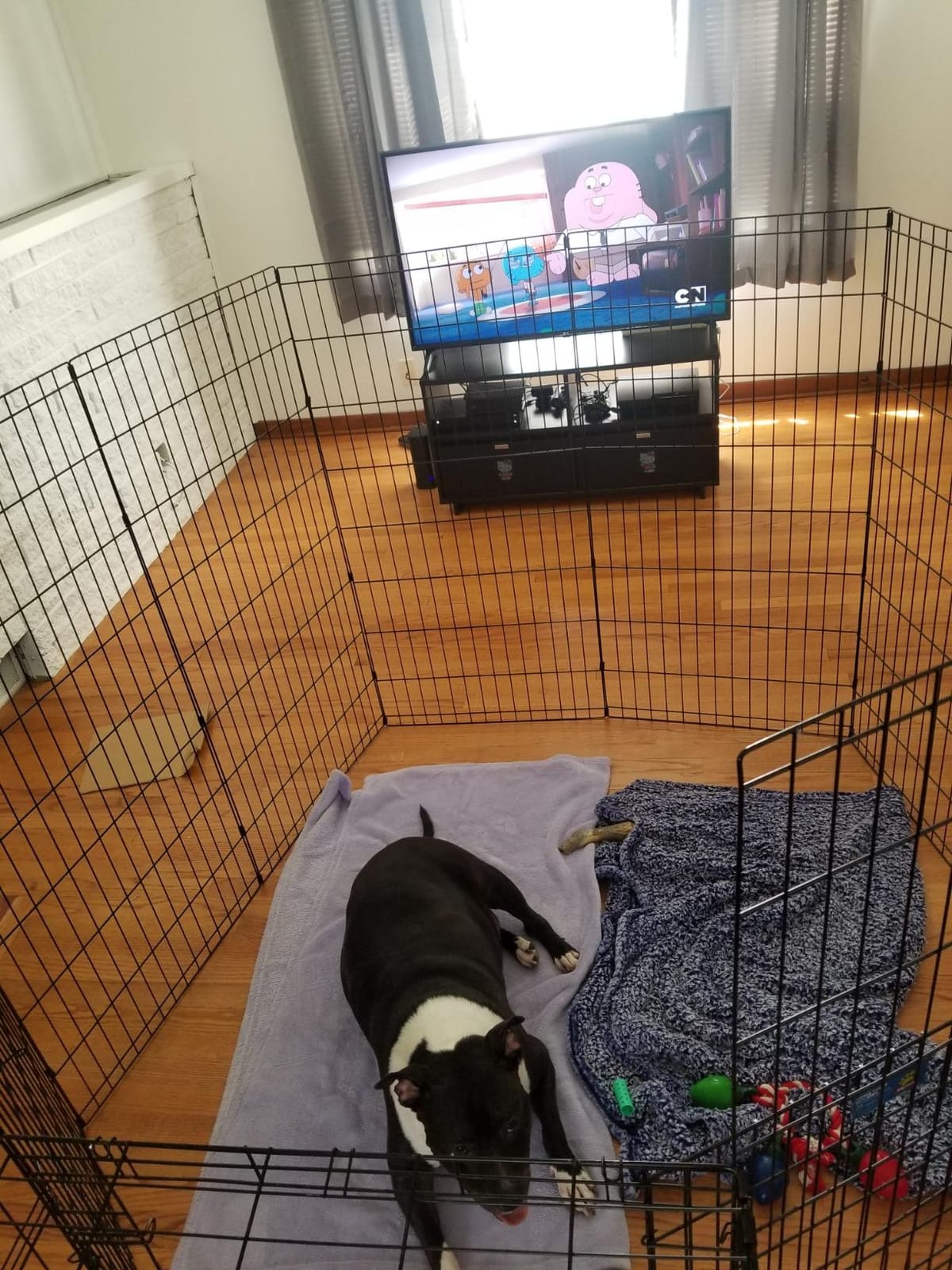 MidWest 30-Inch Exercise Pen, No Door, 16 Sq Ft Play Area | for Indoor and Outdoor Use, No Door Design for Maximum Security, Easy to Set Up, Foldable Playpen customer photo 1