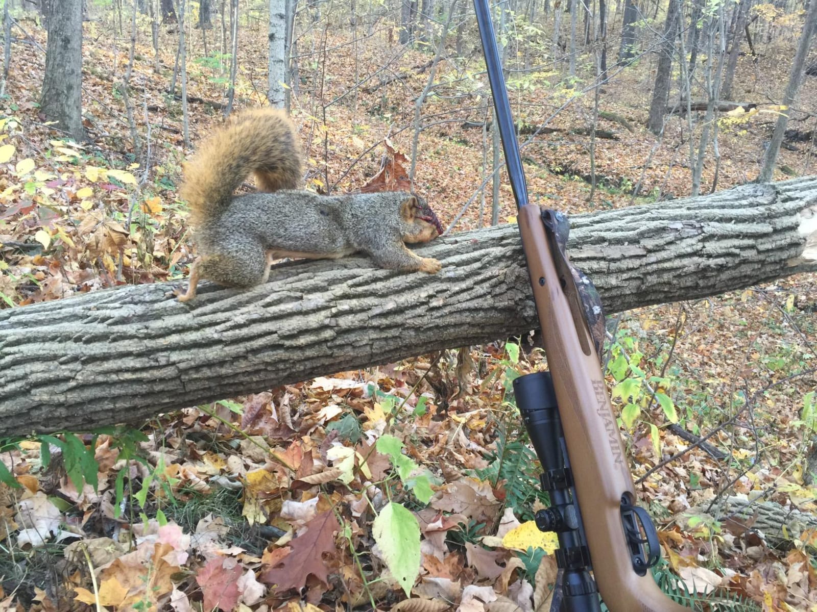 Benjamin Trail XL Magnum NP .22-Caliber Break Barrel Hunting Air Rifle with Scope - Wood Stock customer photo 1
