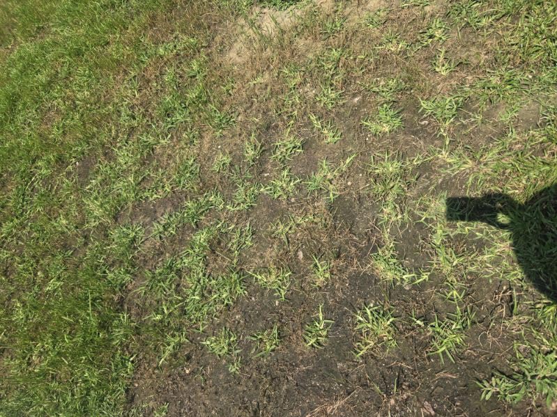 ProPlugger 5-IN-1 Lawn Tool and Garden Tool, Bulb Planter, Weeder, Sod Plugger, Annual Planter, Soil Test customer photo 2