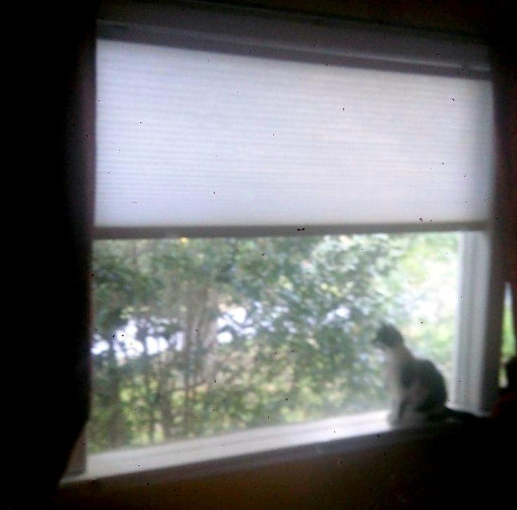 Arlo Blinds Single Cell Light Filtering Cordless Cellular Shades, Color: Pure White, Size: 34