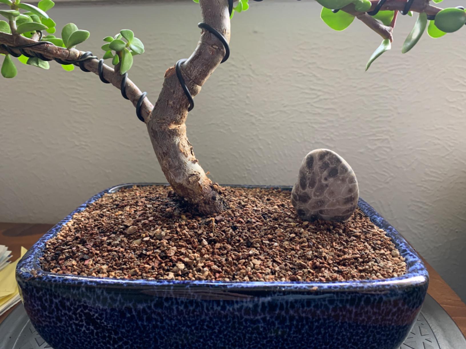 Mighty Mini Bonsai Tree Turntable 12.5