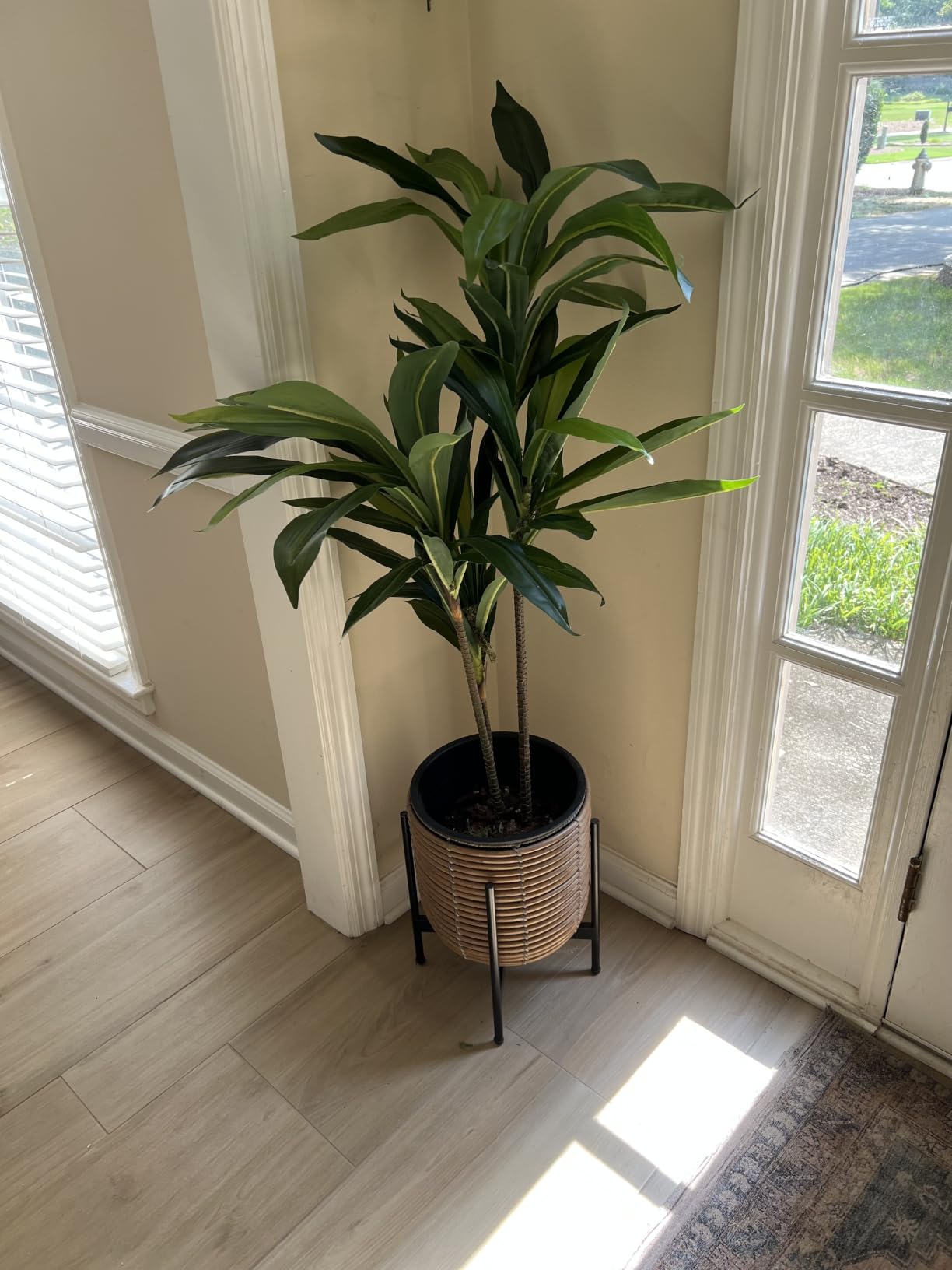 Nearly Natural 48 in Artificial Dracaena Real Touch Plant with Pot | Multi-Tonal Trunks, Large Indoor Silk Plant, Maintenance-Free, Living Room and Home Office Decor customer photo 1