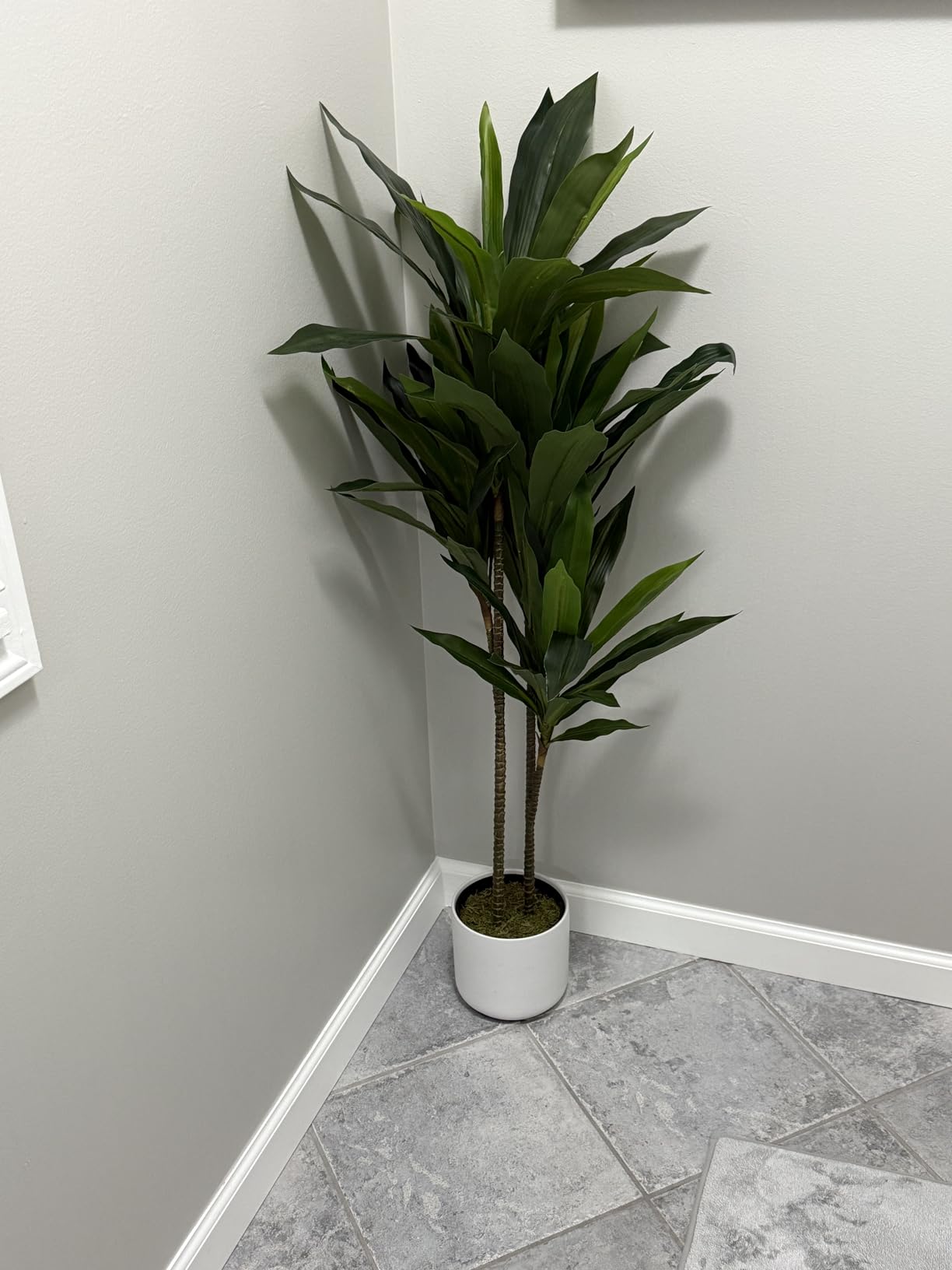 Nearly Natural 48 in Artificial Dracaena Real Touch Plant with Pot | Multi-Tonal Trunks, Large Indoor Silk Plant, Maintenance-Free, Living Room and Home Office Decor customer photo 2