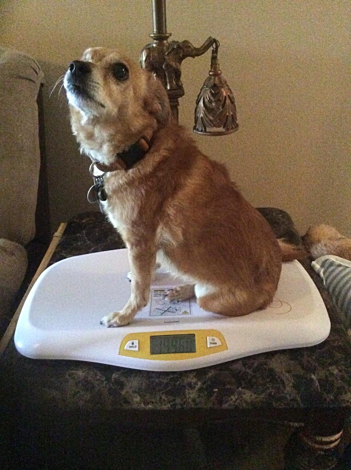 Beurer BY80 Digital Baby Scale, Infant Scale for Weighing in Pounds, Ounces, or Kilograms up to 44 lbs with Hold Function, Pet Scale for Cats and Dogs customer photo 1
