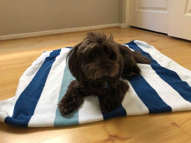 Laguna Beach Textile Co. Striped Cabana Beach Towel - Oversized, Plush 630 GSM Cotton - Ocean Blue and Almond Beige customer photo 1