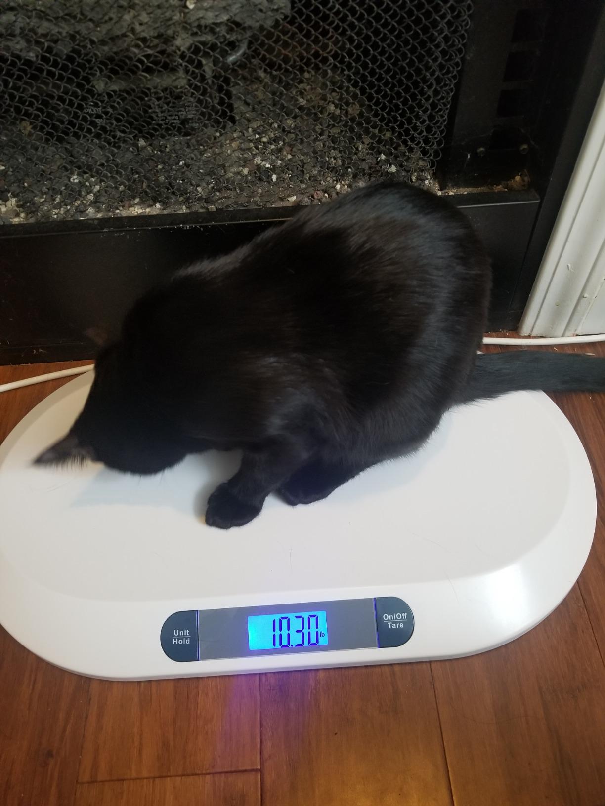 Smart Weigh Baby & Pet Scale, 44 lb Capacity, Newborn, Puppy, Kitten & Cat | Hold & Tare Functions; Ounce & Kilogram Digital Readout; Infant, Dog & Small Animal Care; Portable Design for Home & Breeders customer photo 1