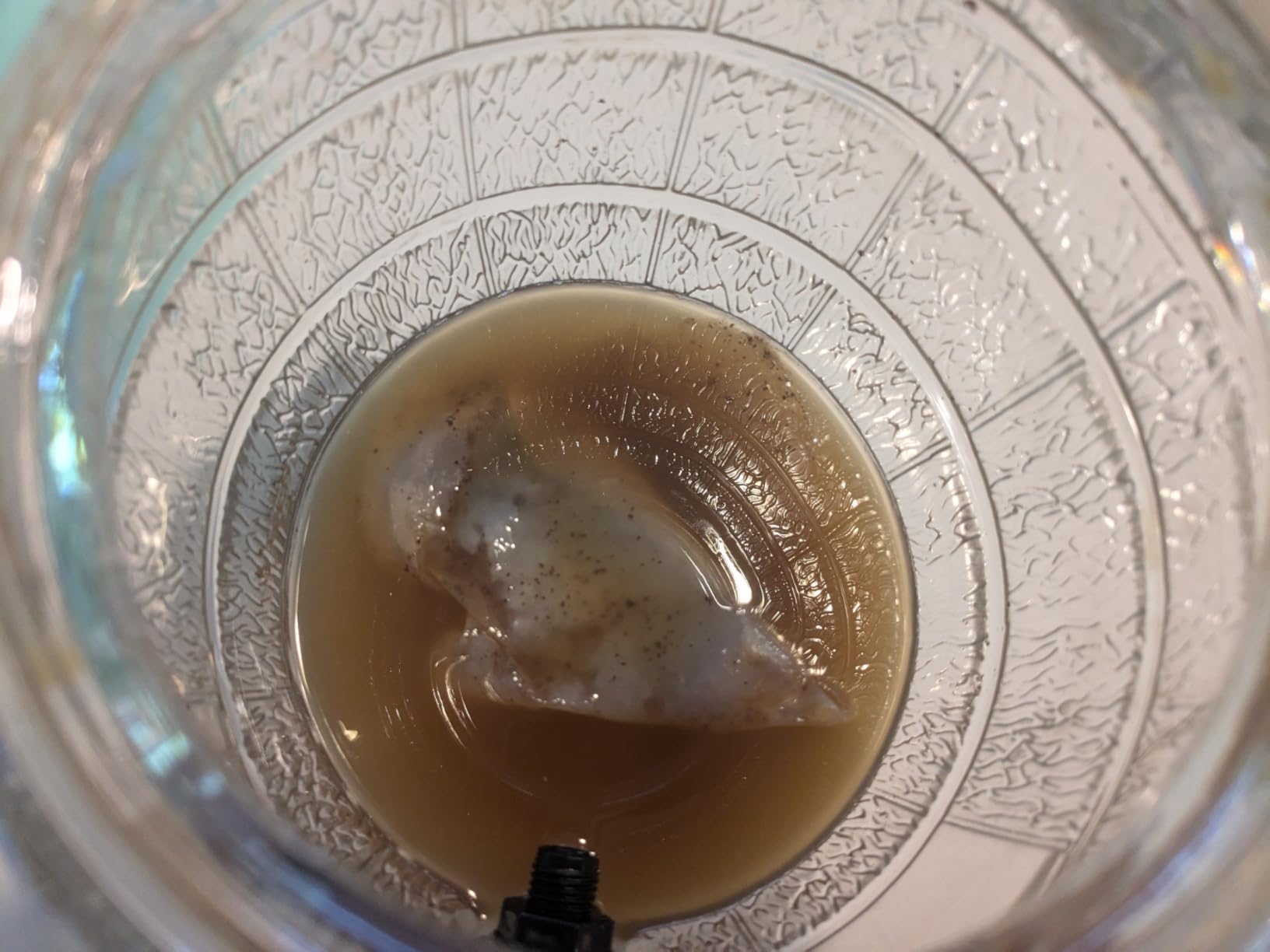 Fermentaholics ORGANIC Kombucha SCOBY With Twelve Ounces of Starter Tea - Live Starter Culture - Makes A One Gallon Batch - 1.5 Cups of Strong Mature Starter Tea - Brew Your Own Kombucha customer photo 1