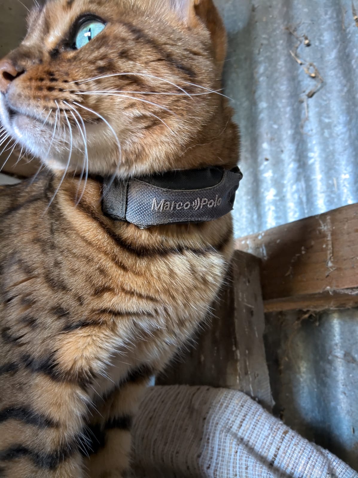 Marco Polo Advanced Pet Tracker for Cats & Dogs - GPS Alternative, No Monthly Fee or Subscription, Waterproof Long Range RF Finder, Anti-Lost Safety Collar Tag (1-Pet System) customer photo 1