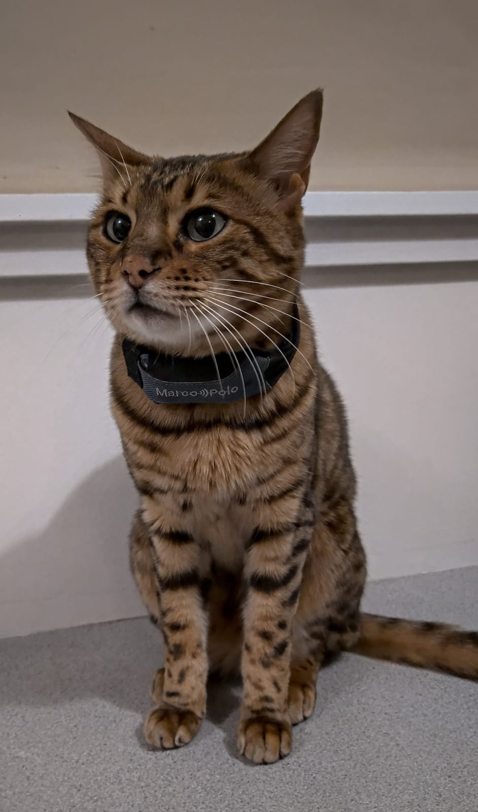 Marco Polo Advanced Pet Tracker for Cats & Dogs - GPS Alternative, No Monthly Fee or Subscription, Waterproof Long Range RF Finder, Anti-Lost Safety Collar Tag (1-Pet System) customer photo 2