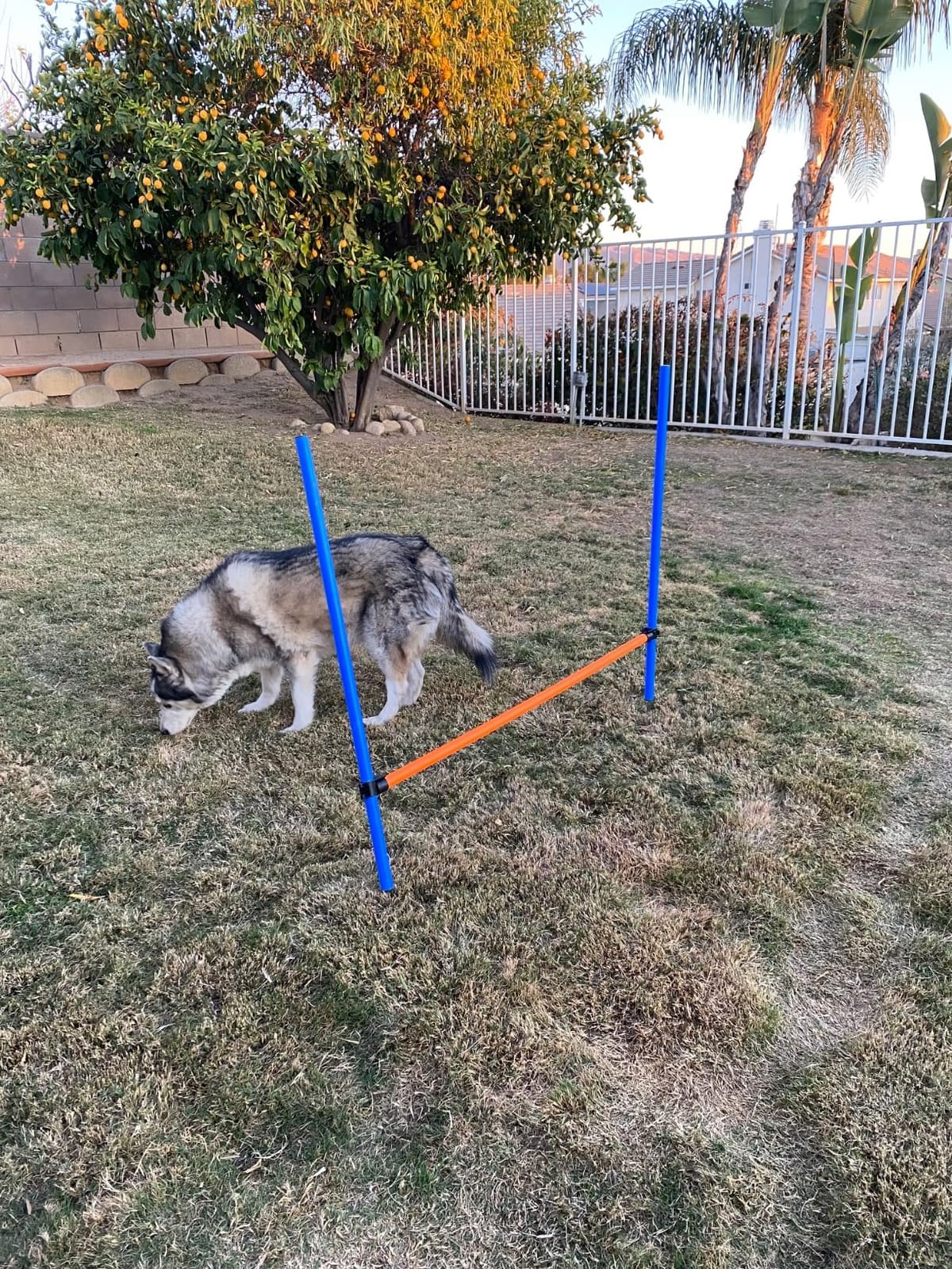 PAWISE Dog Agility Training Equipment,Pet Training Hurdles & Weave Poles Set with Adjustable Jump Bar,Outdoor Dog Obstacle Course for Backyard Exercise, Portable Dog Agility Kit for Shepherd Malinois customer photo 1