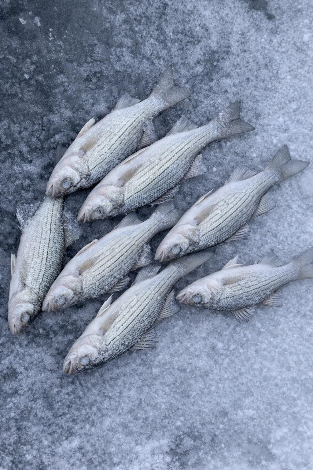Original Blue Ice Fishing Tip Down-Tip Up- Sensitive to The Slightest Fish Bites- Fits Most Spinning Reels and Some Smaller Straight-Line Reels. customer photo 1