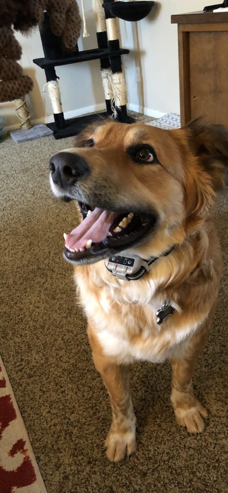Bark Collar No Bark Collar Rechargeable Anti bark Collar with Adjustable Sensitivity and Intensity Beep Vibration and No Harm Shock Bark Collar for Small Medium Large Dogs customer photo 2