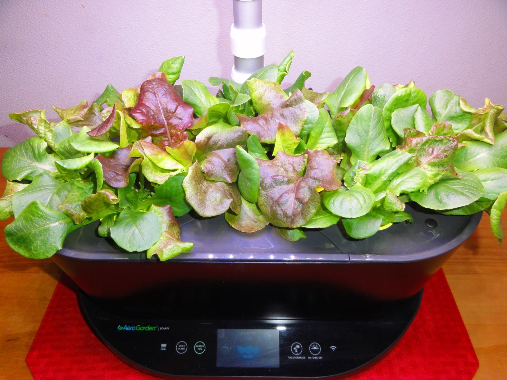 AeroGarden Bounty, Black - Indoor Garden with LED Grow Light, WiFi and Alexa Compatible customer photo 2