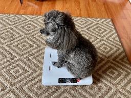 Greater Goods Smart Baby Scale, Bluetooth App for Infant & Toddler Growth customer photo 2