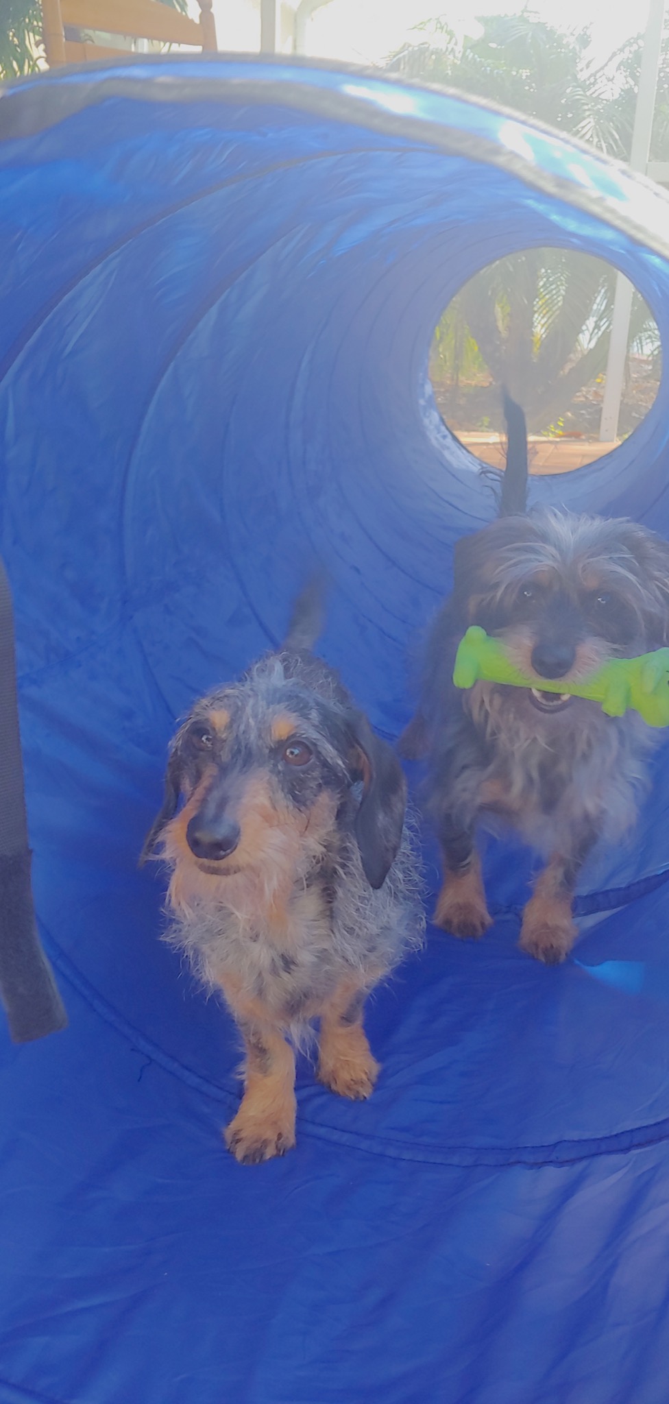 Agility Course Backyard Set - 7pc | Indoor and Outdoor, 3 Jumps, 2 Tunnels with Sandbags, Weave Poles, Dog Agility Training Equipment customer photo 2