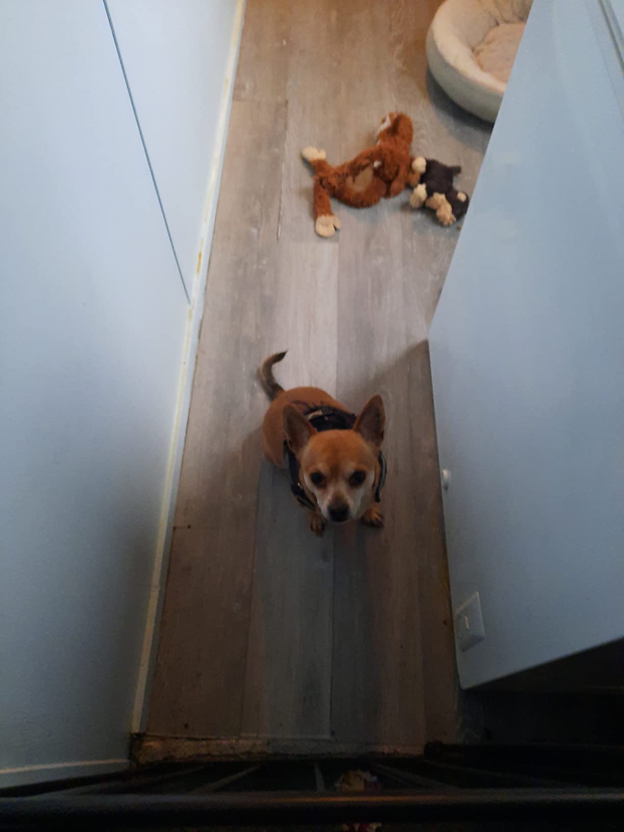 MSI Hampstead Lyndwood Brown 6in. x 48in. Glue Down Wood Look LVT Plank customer photo 2