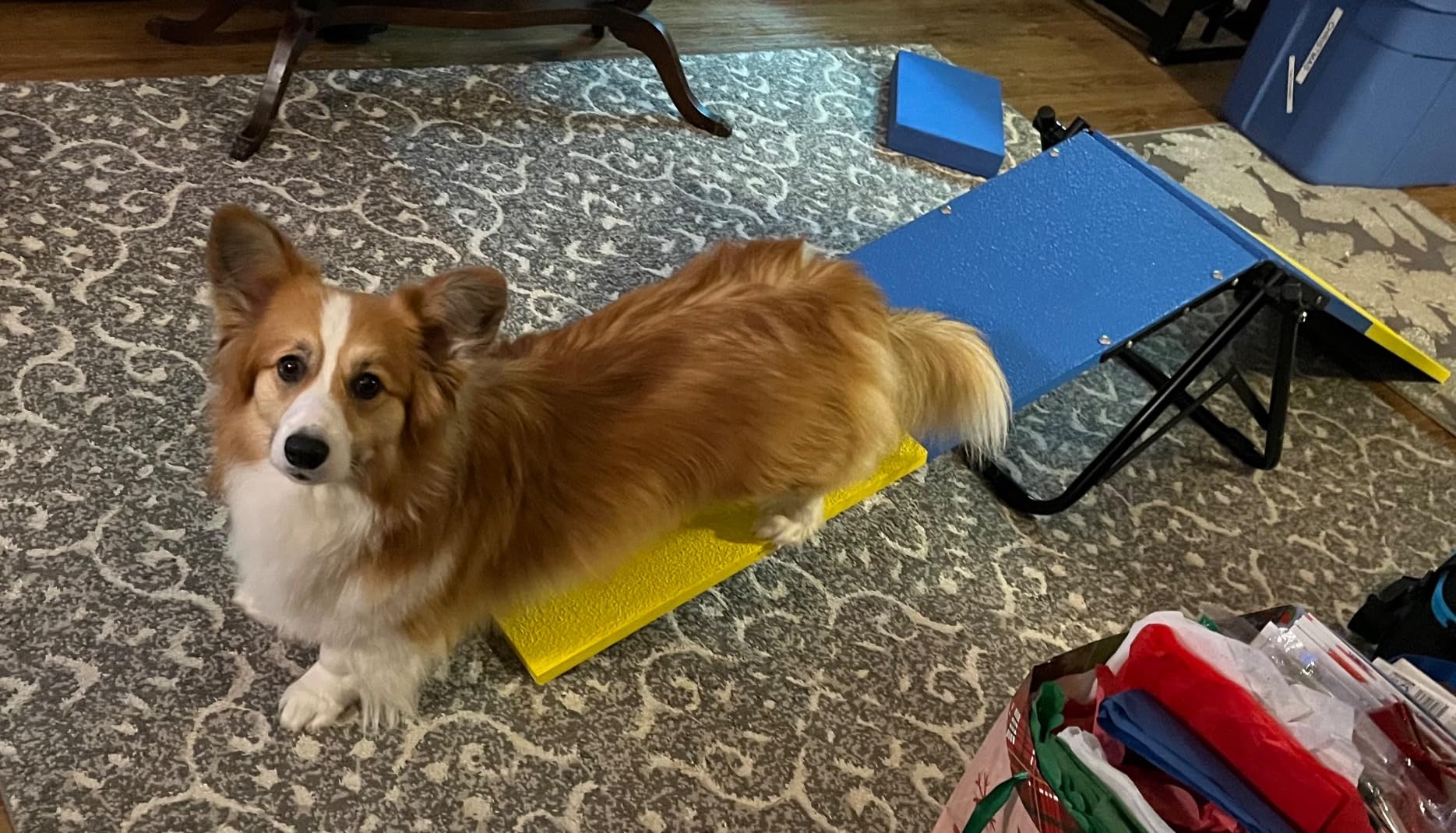 Practice See Saw Dog Agility Teeter | Dog Agility Equipment customer photo 1