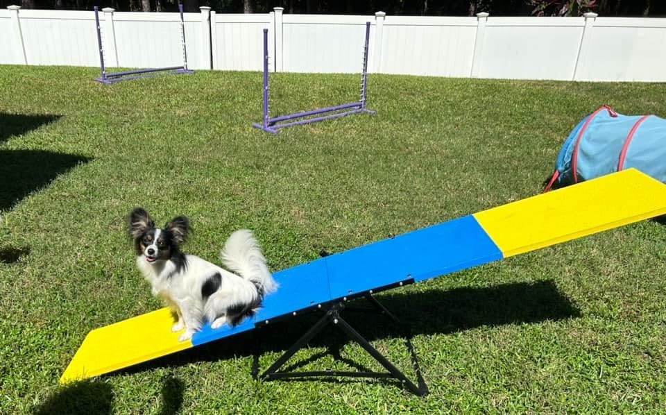 Practice See Saw Dog Agility Teeter | Dog Agility Equipment customer photo 2