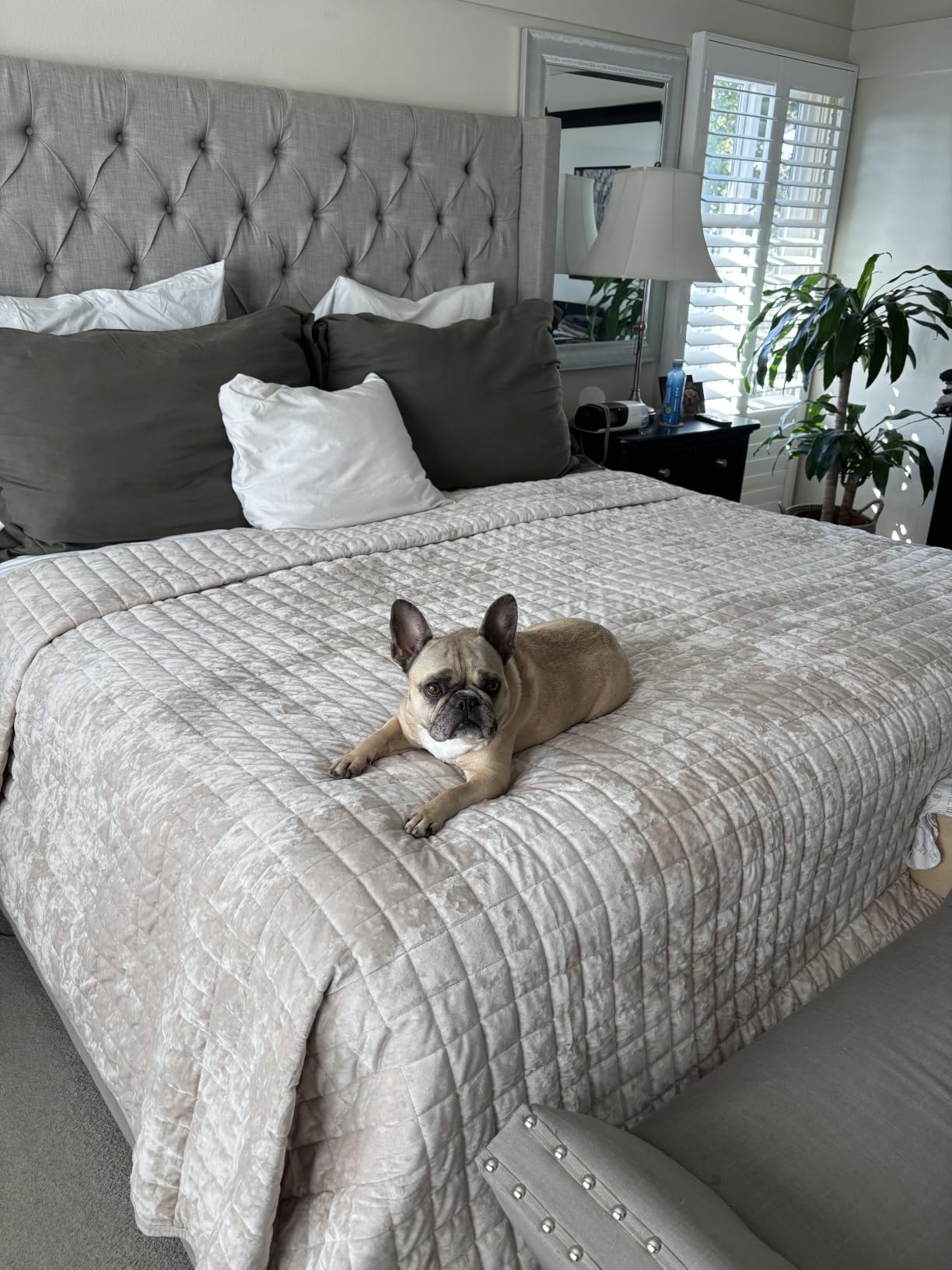 RECYCO Channel Box Stitch Velvet Quilt Set, King Size, Cream White | Ultra Soft Lightweight Velvet Comforter, Luxury Oversized Bedspread Coverlet, Quilted Bedding Set for All Season with 2 Shams customer photo 2