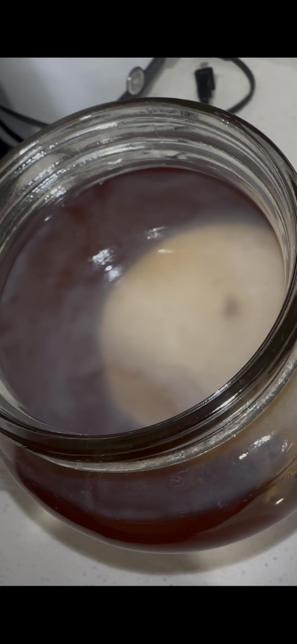 Organic SCOBY Kombucha Starter Kit with Live Culture for Brewing Kombucha Tea - Urban Kitchen customer photo 2