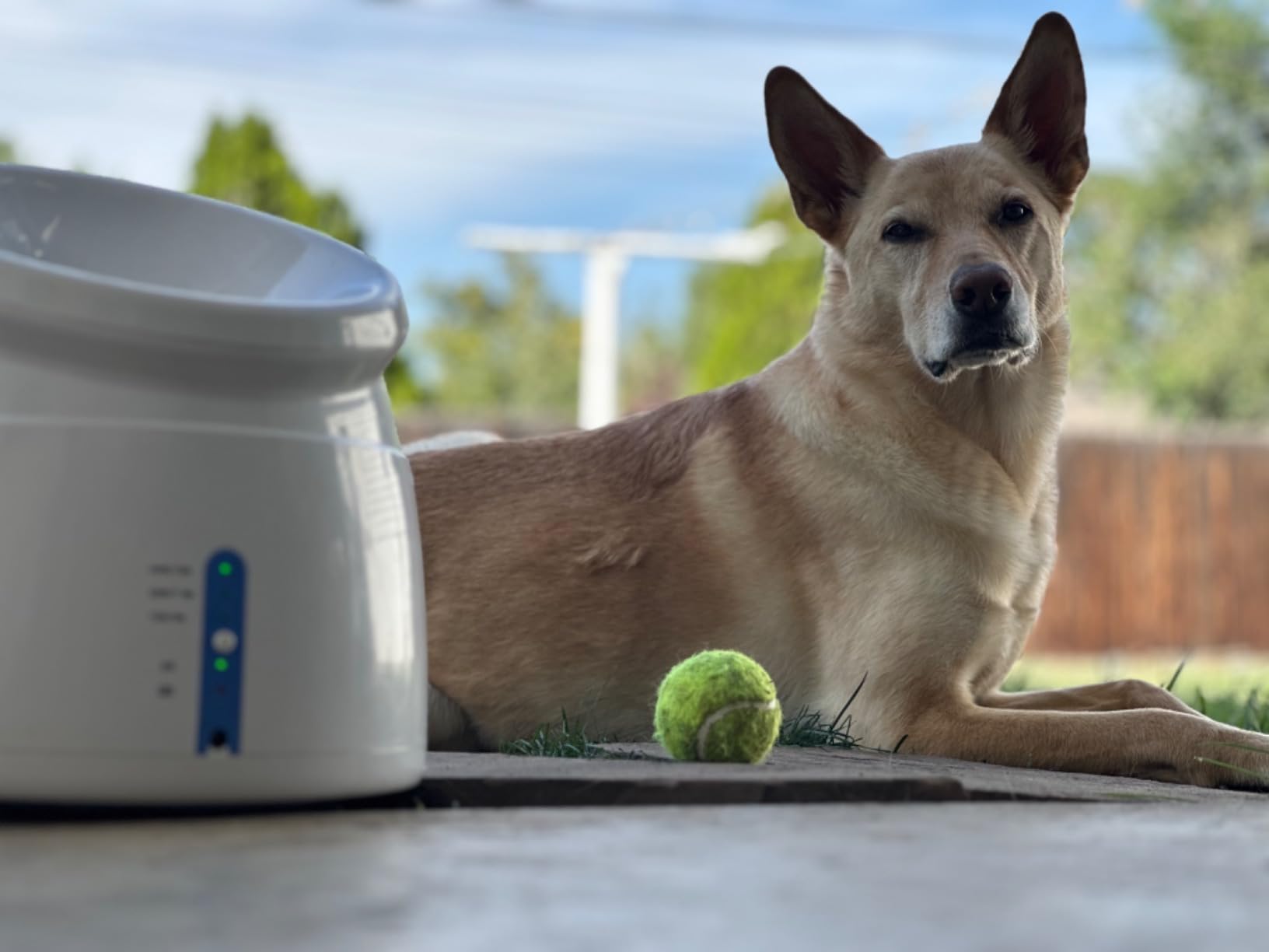 Pet Prime Dog Automatic Ball Launcher for Large Dogs Ball Thrower Machine Outdoor Indoor Use Interactive Dog Toy Adjustable Distance 10-40ft - Included 6 PCS 2.5