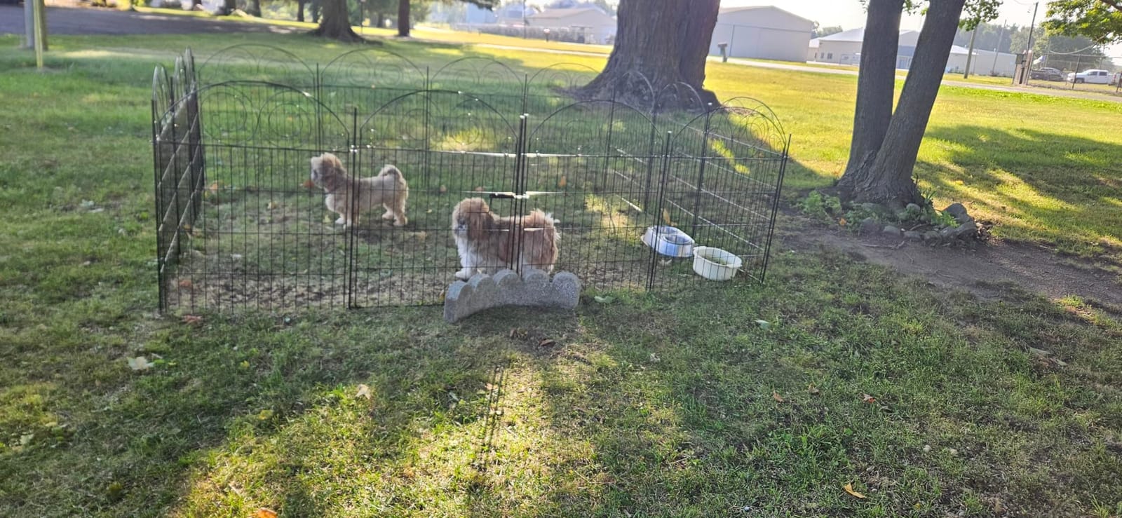 Tall Garden Fence Animal Barrier with Gate, 40 in(H) 12 Panels Garden Fences and Borders for Dogs, Dog Fence Outdoor for Yard, Total Length 26.2 Ft Metal Temporary Fencing customer photo 1
