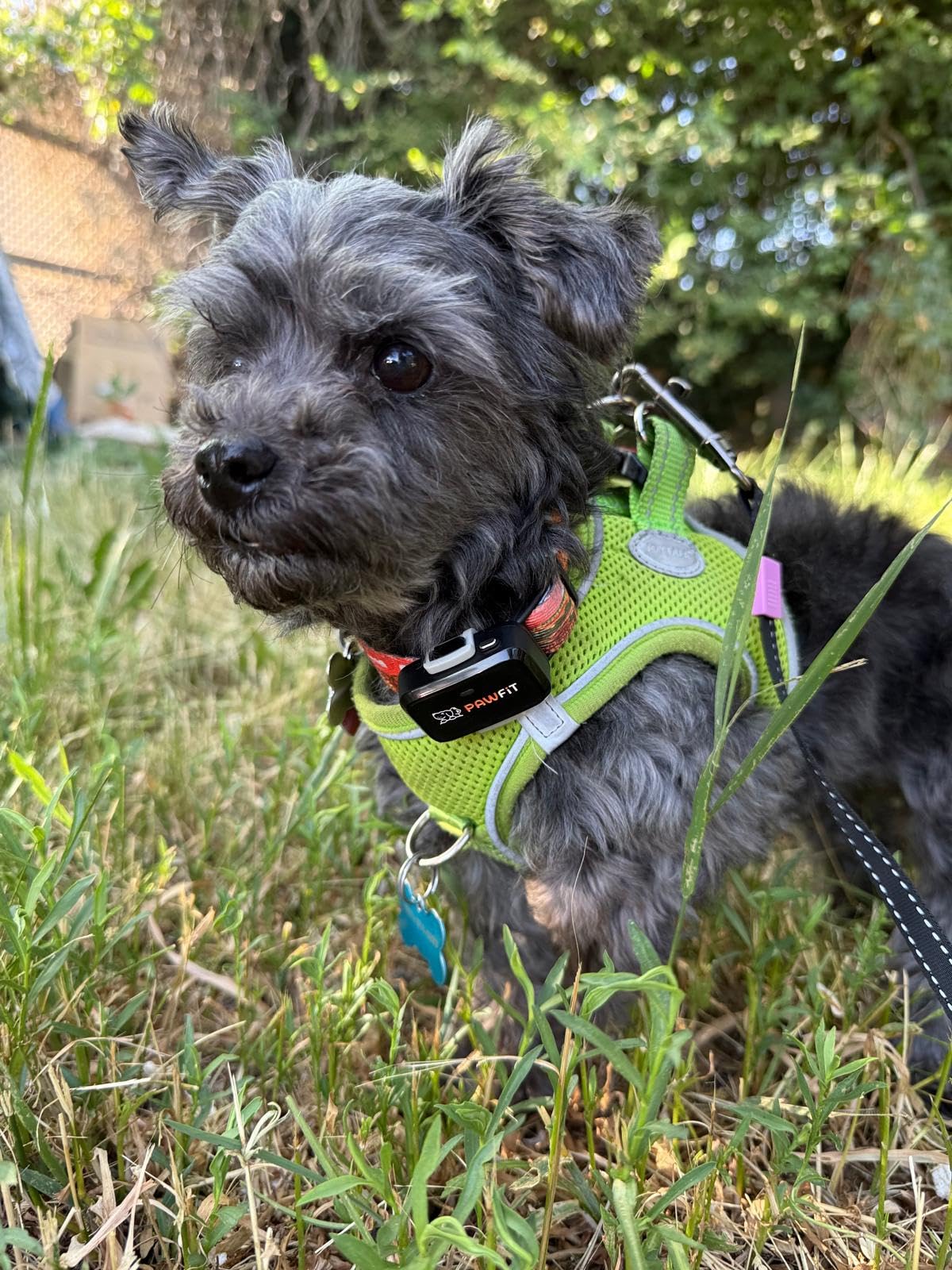 Lite 4G GPS Dog Tracker, Live Tracking, Ultra-Light, Charcoal Grey customer photo 1
