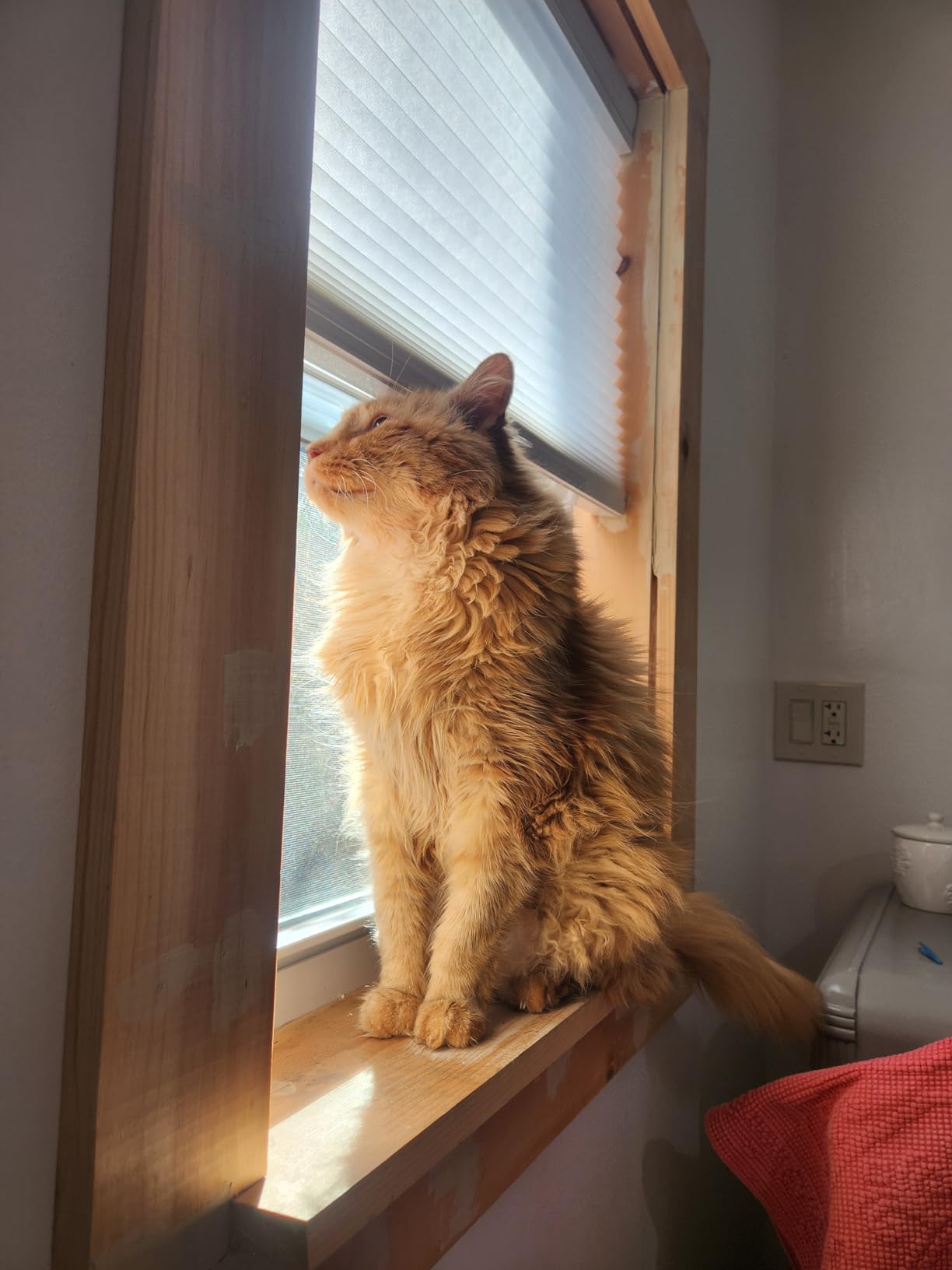 SUNFREE Top Down Bottom Up Cellular Shades 24