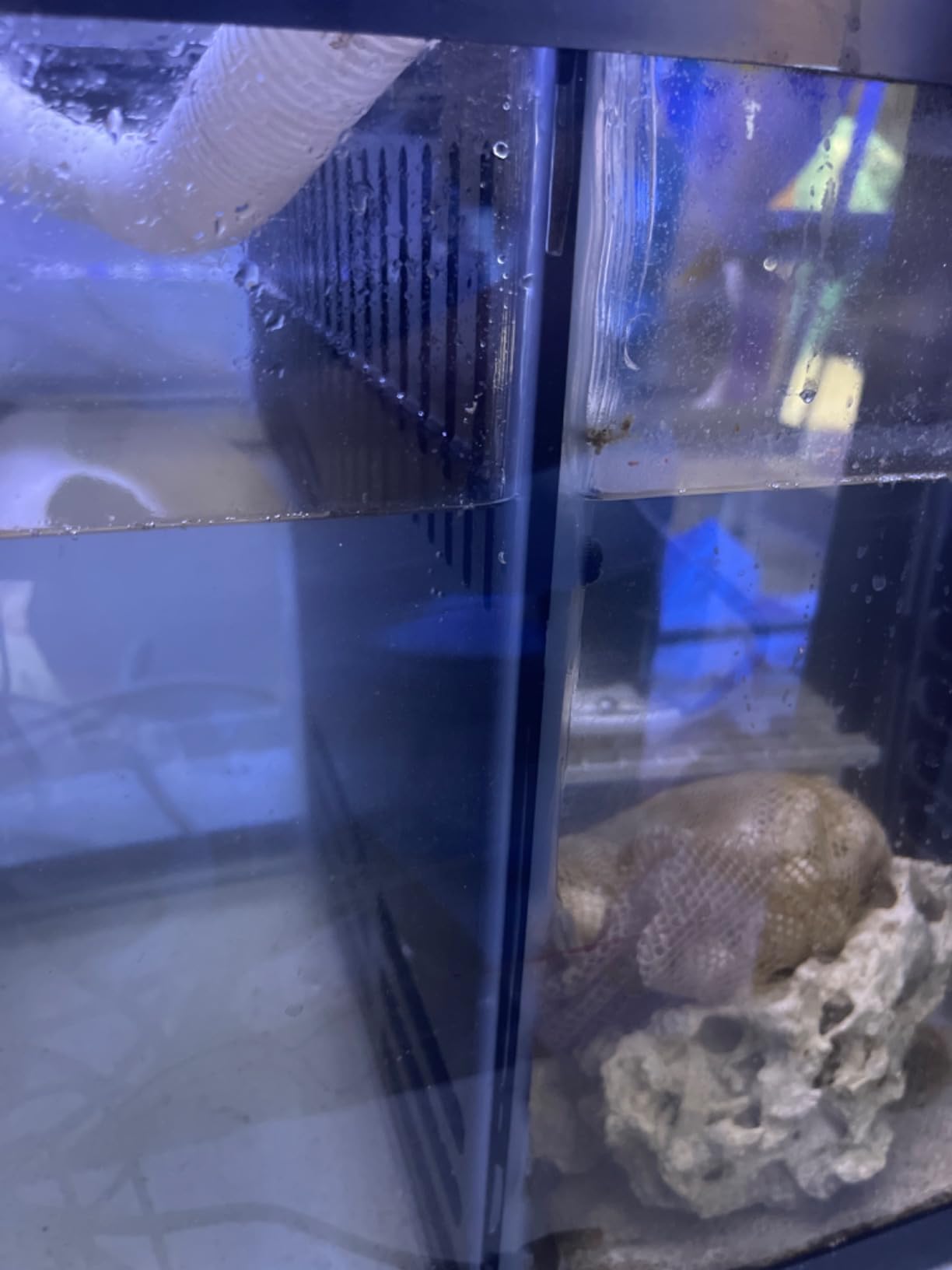 Adjustable Sump Baffle Kit - Refugium Kit for 10 Gallon Tank - Reef Aquarium - Saltwater Aquarium Filter System- Protein Skimmer Sump customer photo 2