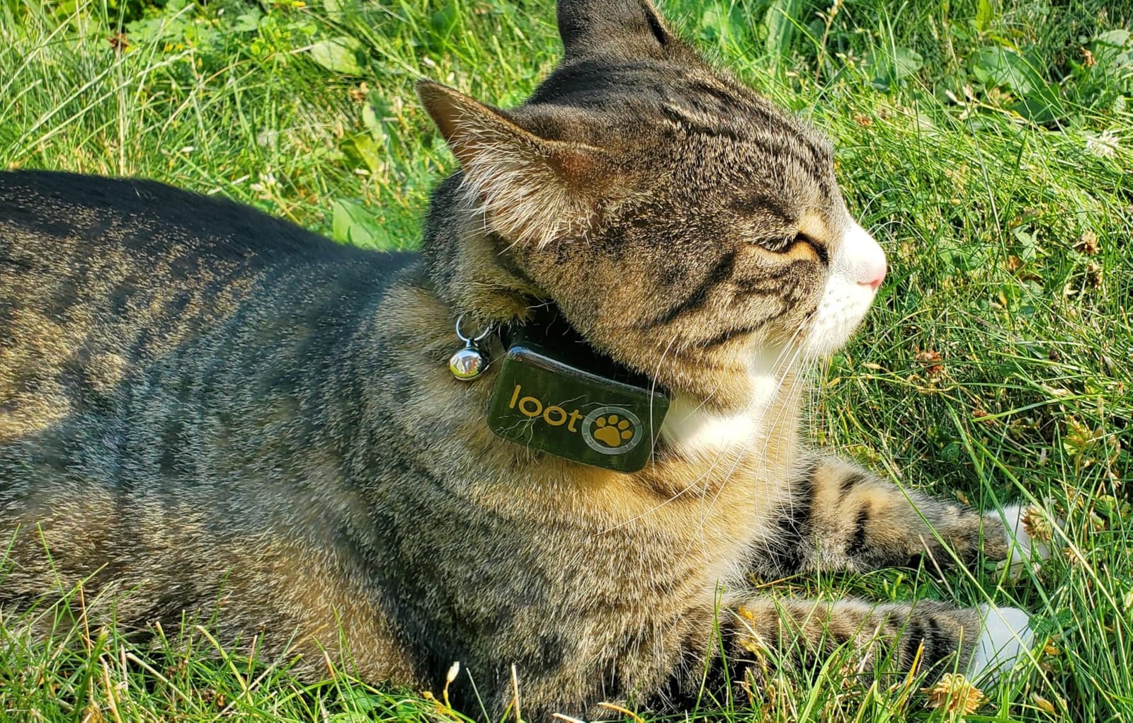 LootPaw+ GPS Cat Tracker Collar | Real Time Cat GPS Tracker with App & Vet Support | Lightweight Pet Tracker for Cats, Health & Activity Monitor | 60-Day Free Trial customer photo 1