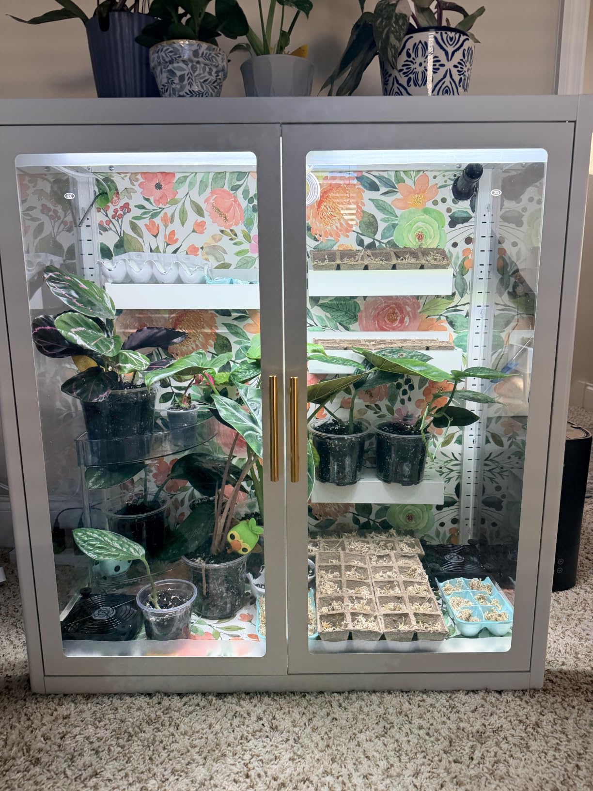 Display Cabinet with Glass Doors and Adjustable Shelves, 34