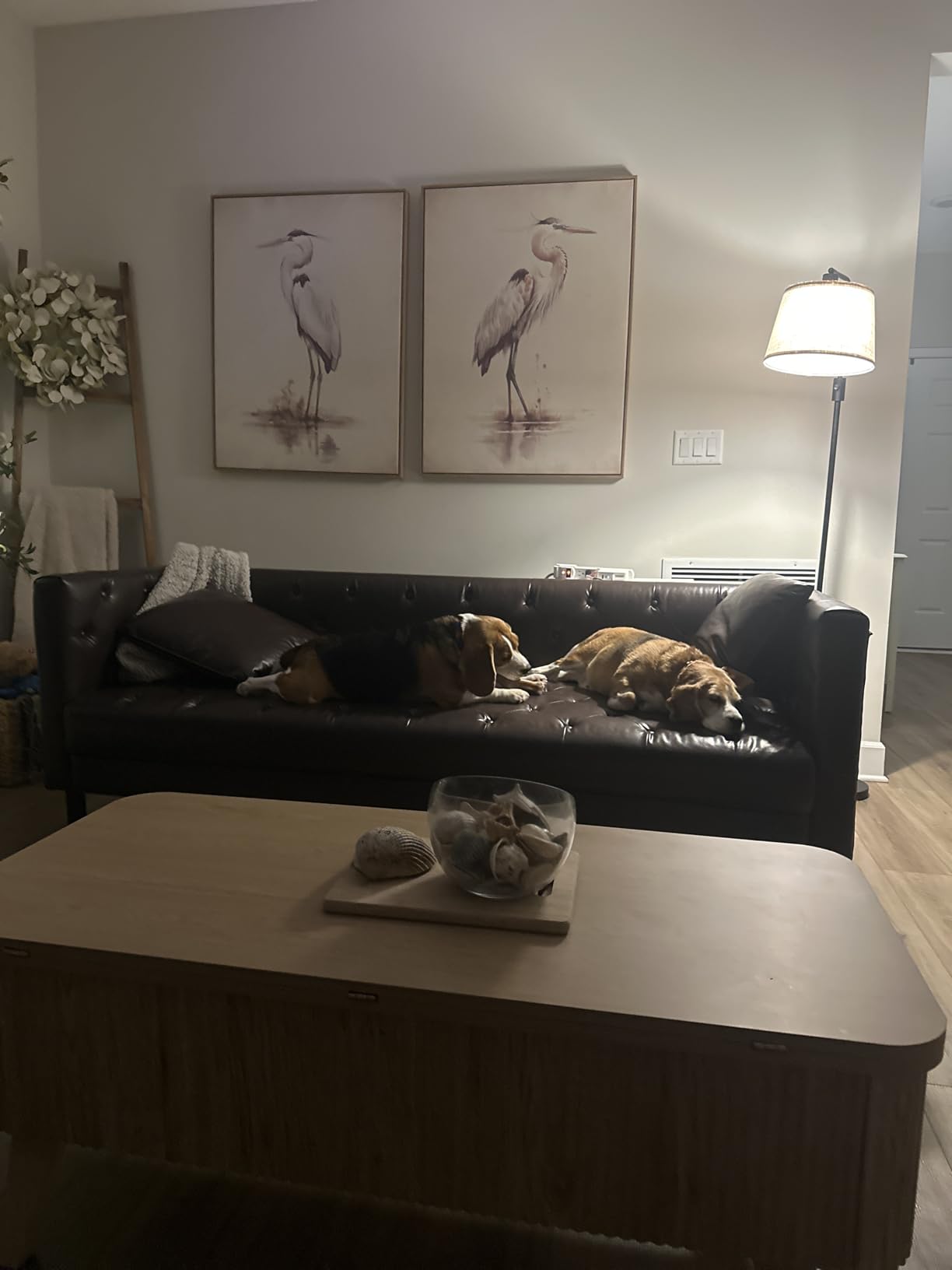GarveeHome 81