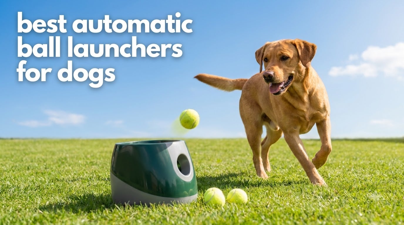 best automatic ball launchers for dogs