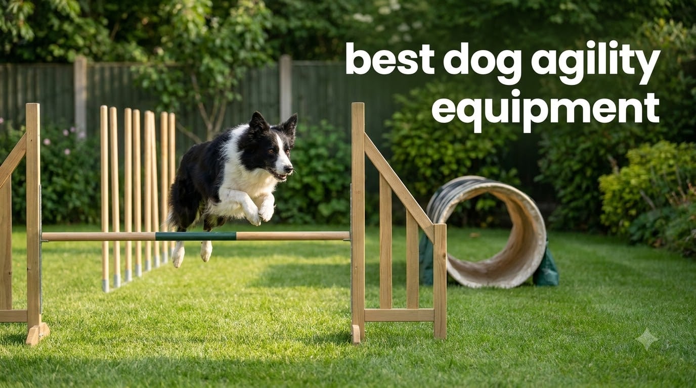 best dog agility equipment