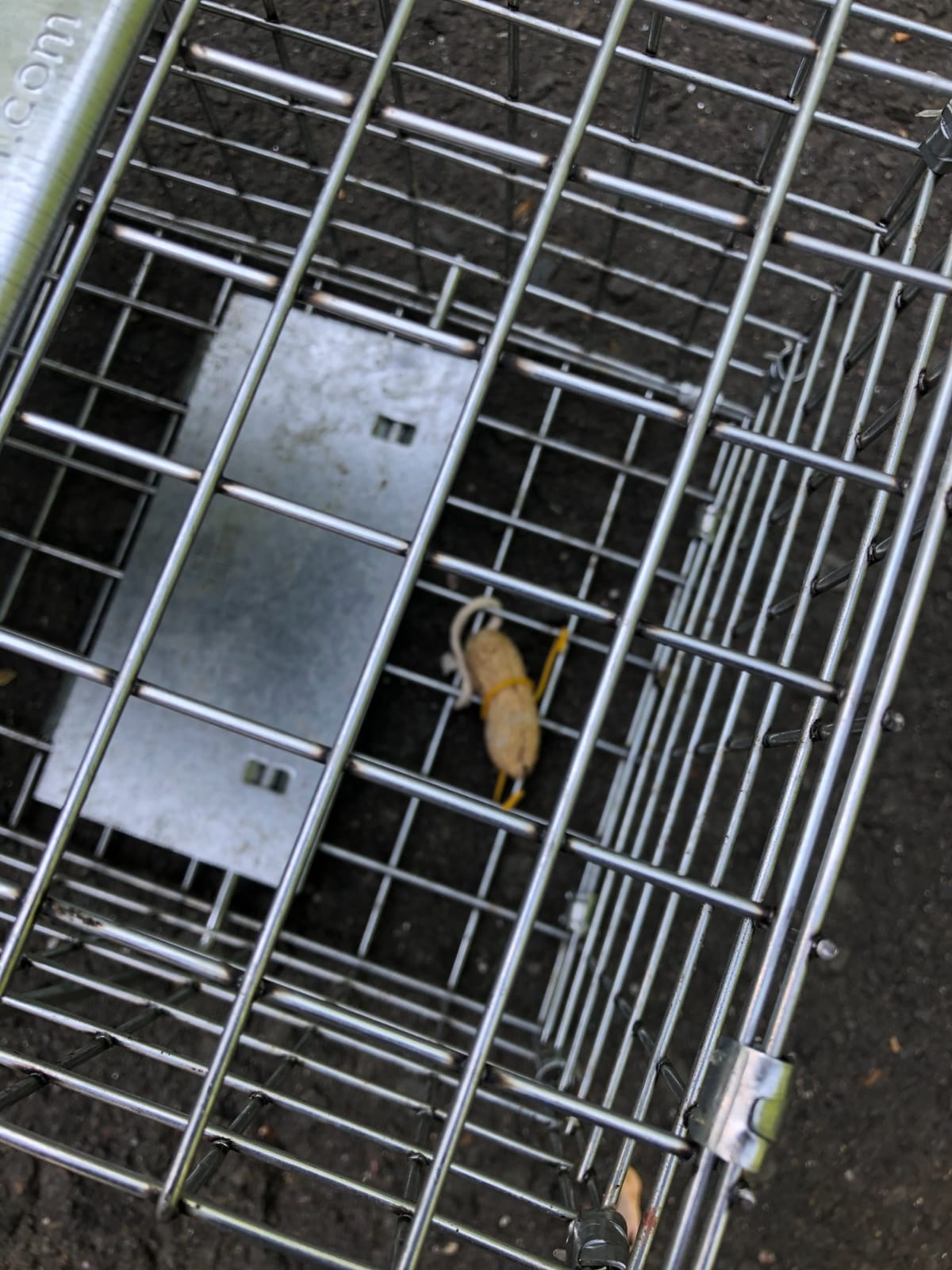 Havahart Easy-Set Catch and Release Small 1-Door Humane Live Animal Trap for Squirrels, Rabbits, Skunks, and Other Small Animals - 1083 customer photo 1