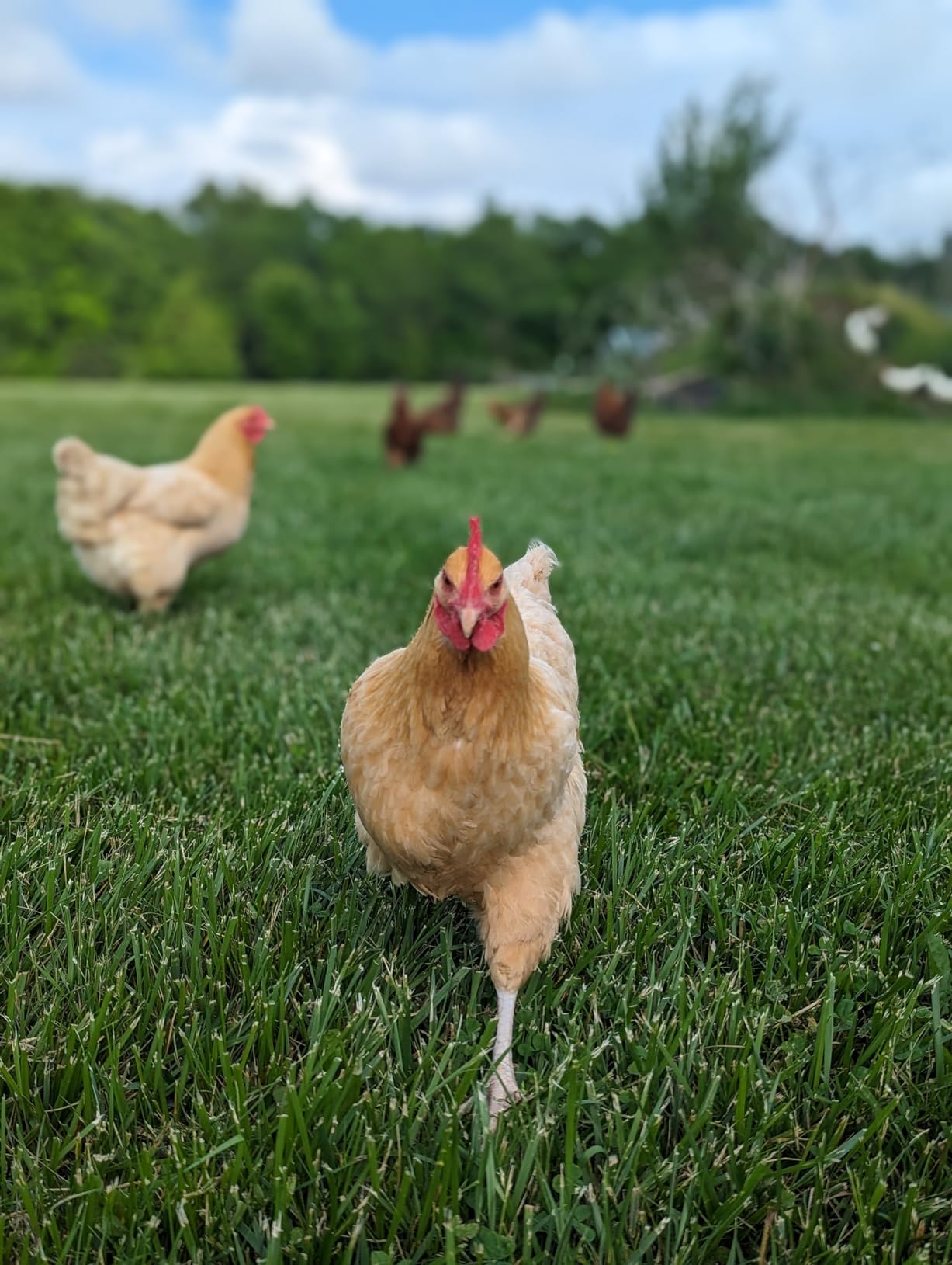 FARM-TUFF Hanging Chicken Waterer, 3 Gallon Capacity - Durable BPA-Free Plastic Poultry Fountain with Top Fill Design - Automatic Water Dispenser for Chickens, Ducks, Turkeys & Game Birds customer photo 1