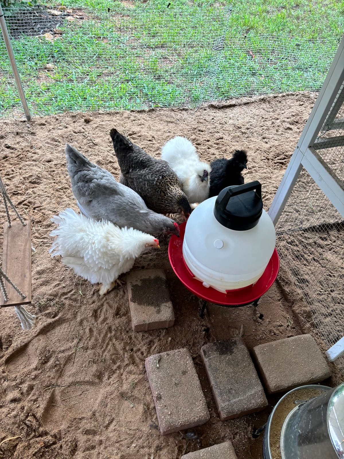 FARM-TUFF Hanging Chicken Waterer, 3 Gallon Capacity - Durable BPA-Free Plastic Poultry Fountain with Top Fill Design - Automatic Water Dispenser for Chickens, Ducks, Turkeys & Game Birds customer photo 2