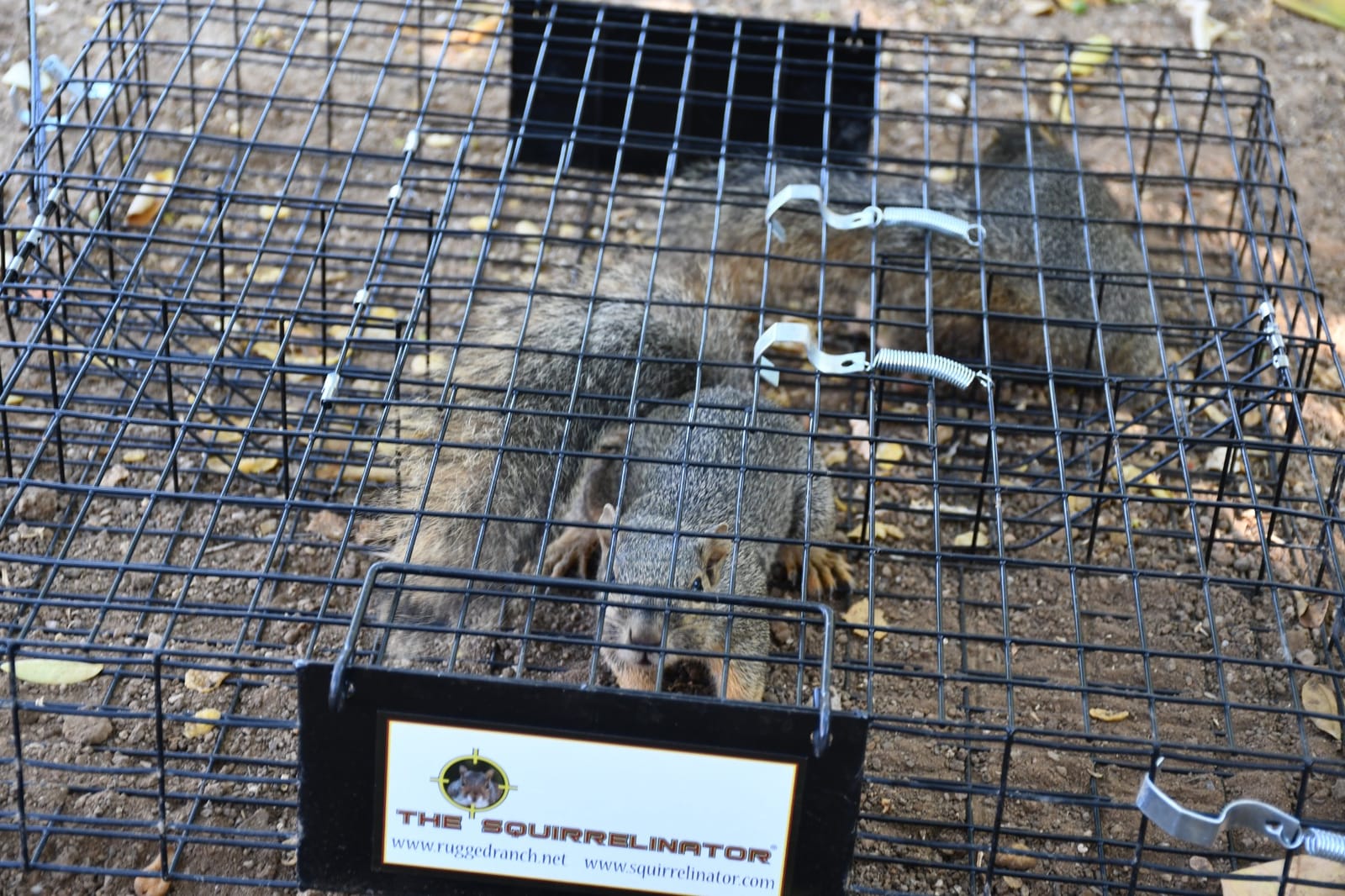 Rugged Ranch Squirrelinator Humane Multi-Catch Metal Wire Live Animal Trap customer photo 1