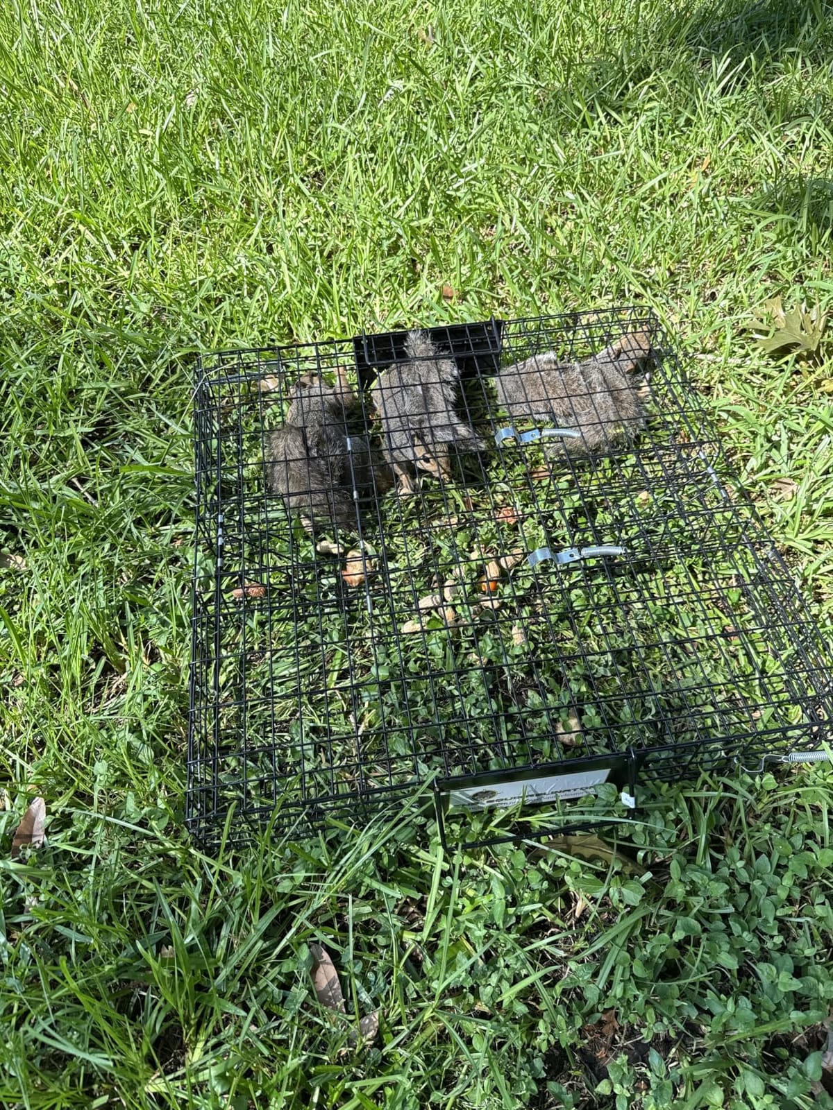 Rugged Ranch Squirrelinator Humane Multi-Catch Metal Wire Live Animal Trap customer photo 2