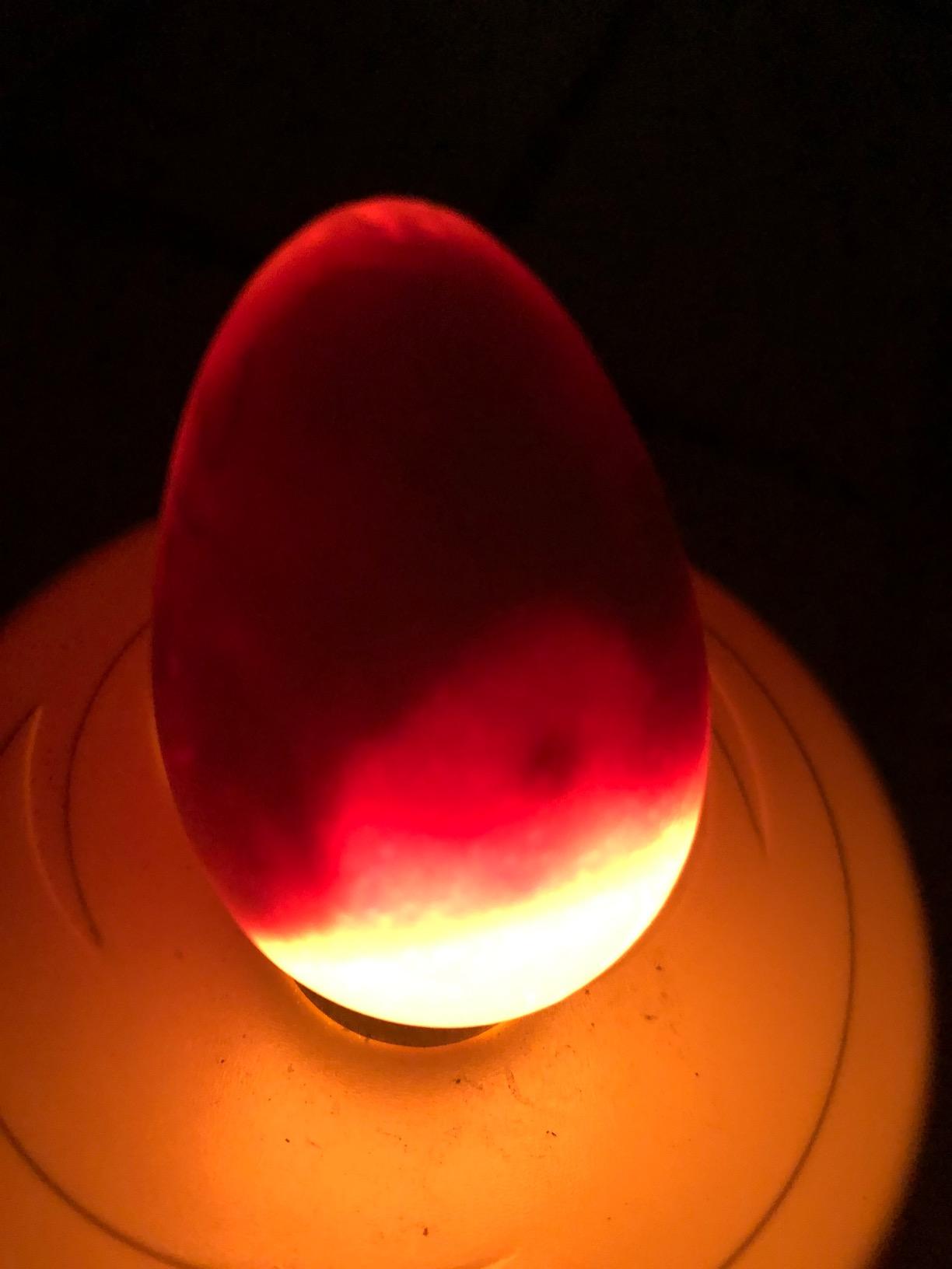 Titan Incubators High Intensity LED Chicken Egg Candler/Tester – Battery Powered customer photo 2