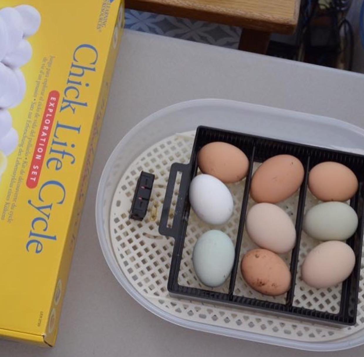 HBlife Digital Egg Incubator for Hatching 9-12 Chicken, Quail and Duck Eggs, with Fully Automatic Egg Turning and Temperature Display, Hatcher for Turkeys, Birds, Parrots and Poultry customer photo 1