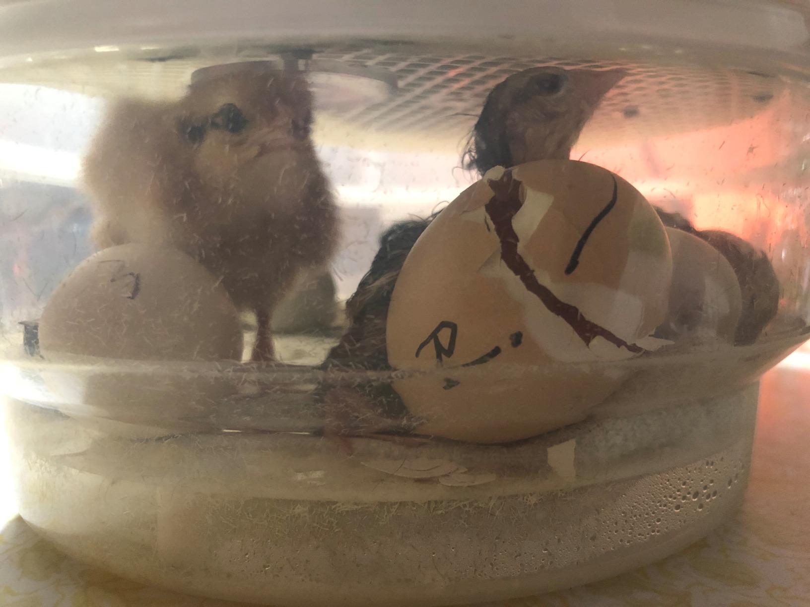 HBlife Digital Egg Incubator for Hatching 9-12 Chicken, Quail and Duck Eggs, with Fully Automatic Egg Turning and Temperature Display, Hatcher for Turkeys, Birds, Parrots and Poultry customer photo 2