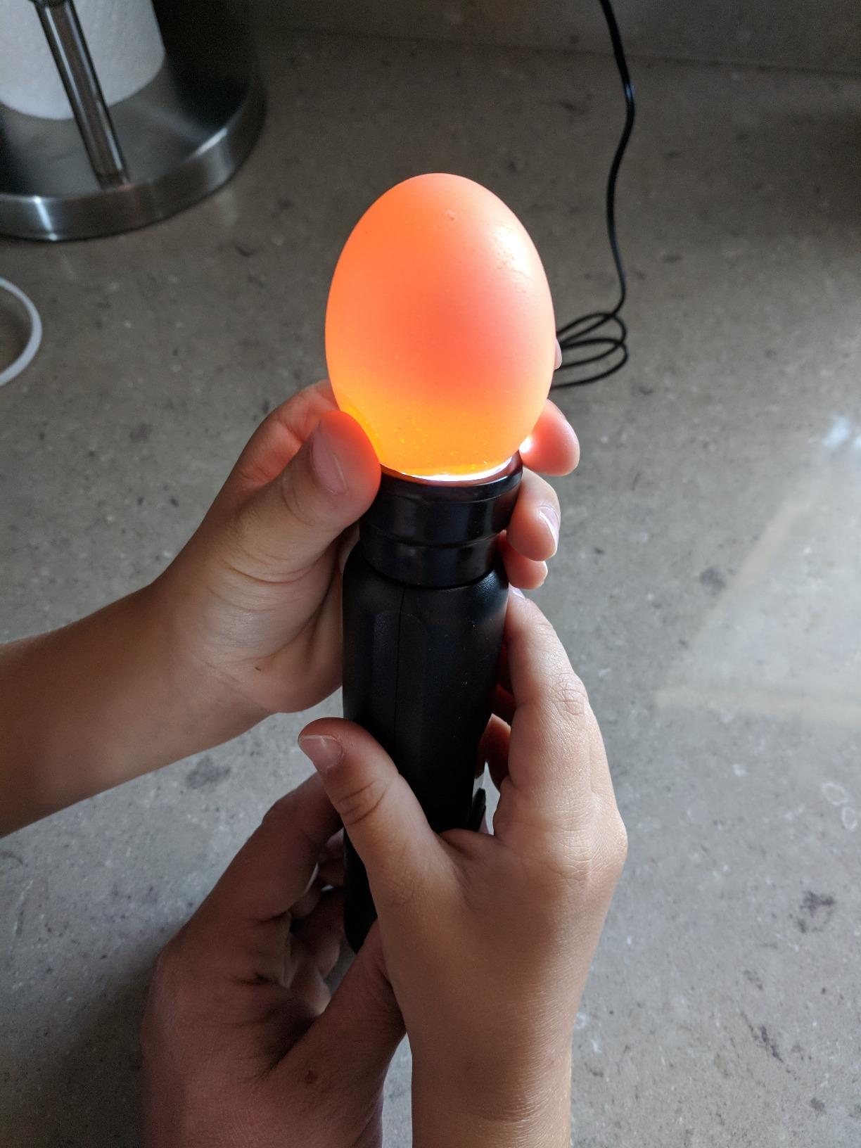 HBlife Wired LED Egg Candler, Bright Cool Light Egg Candler Tester for Monitoring Egg Development with 2 Soft Rubber customer photo 1