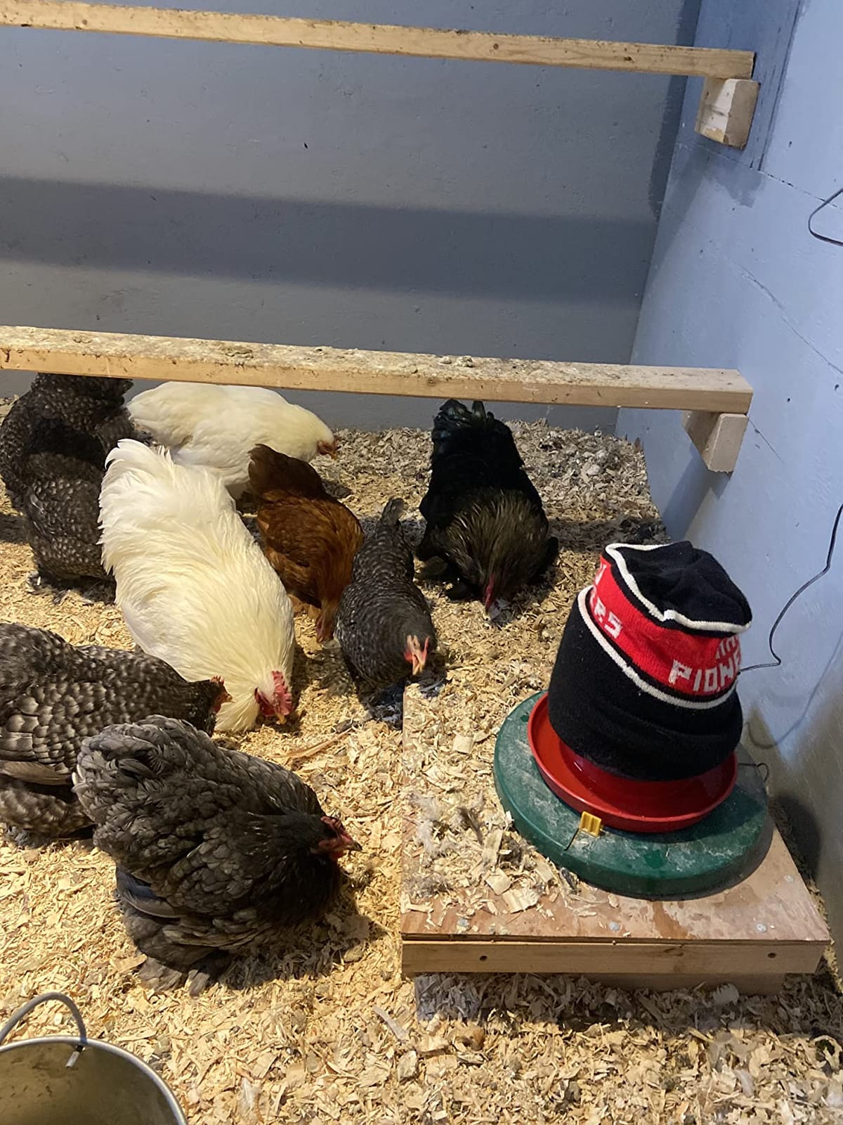 My Favorite Chicken Heated Poultry Waterer Base – 28W Electric Chicken Water Heater for Winter, Freeze-Proof to -20°F, Adjustable Heated Waterer Base for Chicken Waterers & Founts customer photo 1