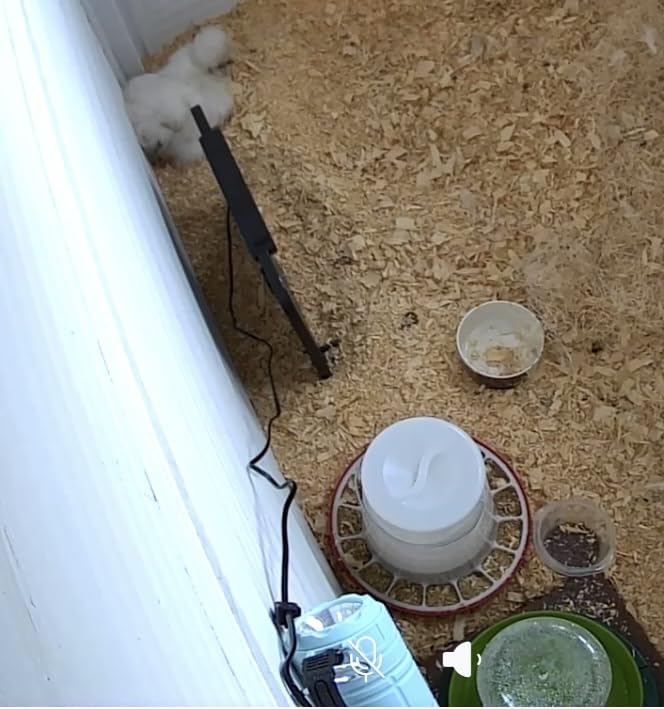 My Favorite Chicken Heated Poultry Waterer Base – 28W Electric Chicken Water Heater for Winter, Freeze-Proof to -20°F, Adjustable Heated Waterer Base for Chicken Waterers & Founts customer photo 2